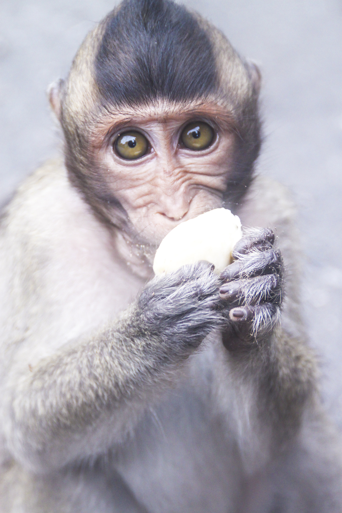 Canon EOS 500D (EOS Rebel T1i / EOS Kiss X3) sample photo. Little monkey photography