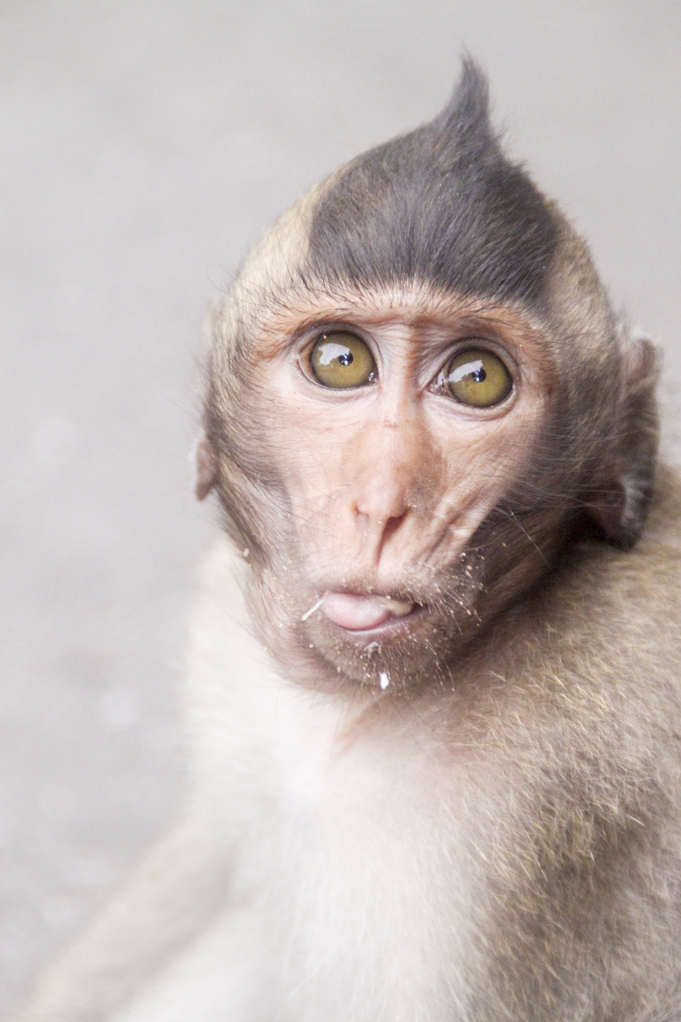 Canon EOS 500D (EOS Rebel T1i / EOS Kiss X3) sample photo. Cheeky monkey photography