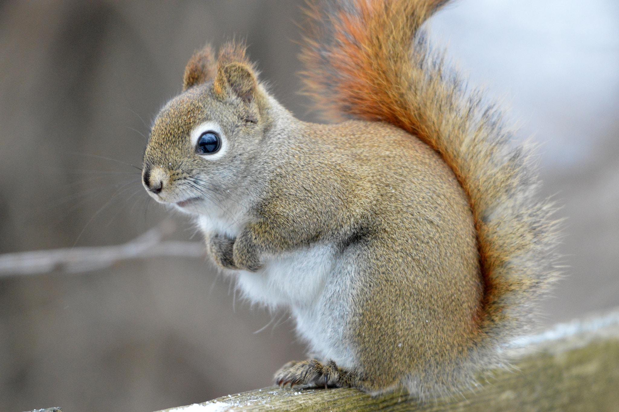 Nikon AF-S Nikkor 200-500mm F5.6E ED VR sample photo. Red squirrel photography