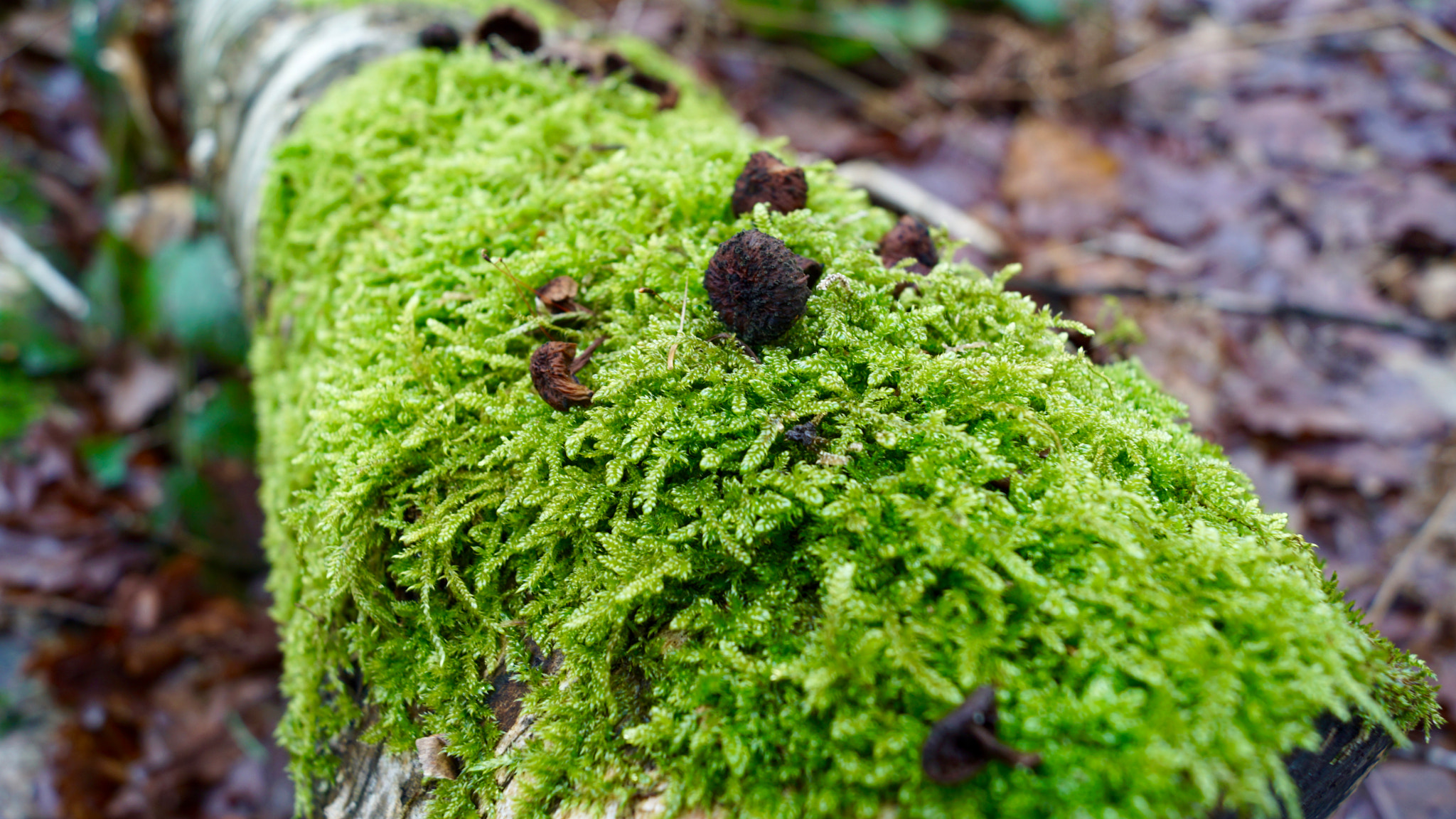 Sony DT 18-55mm F3.5-5.6 SAM II sample photo. Vegetable foam photography