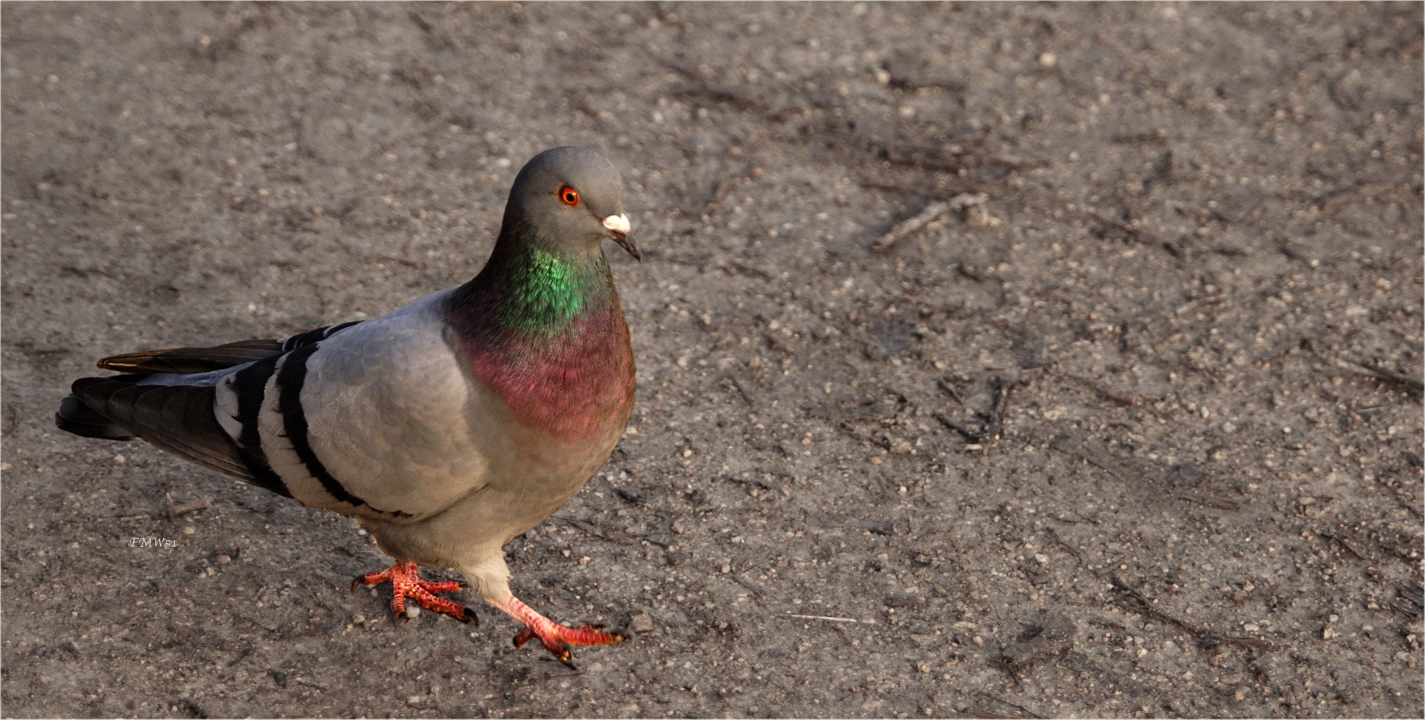 Sony ILCA-77M2 + Sony 70-400mm F4-5.6 G SSM sample photo. I'm walking photography