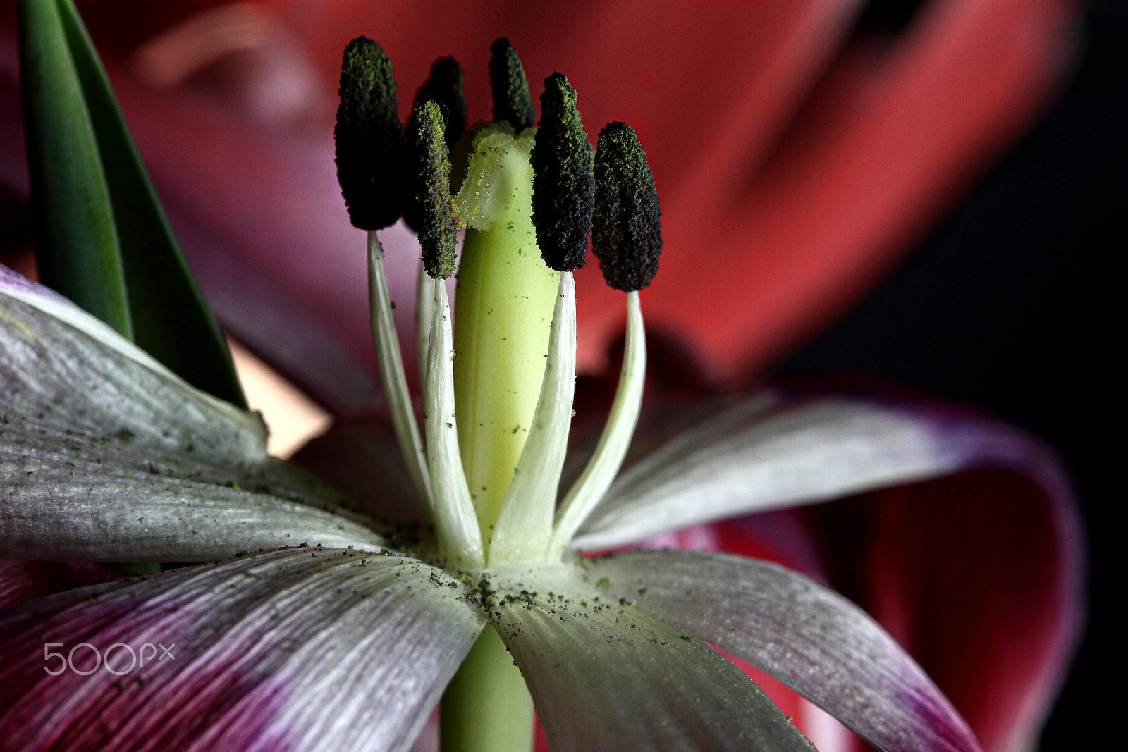 Canon EF 100mm F2.8 Macro USM sample photo. Still standing photography