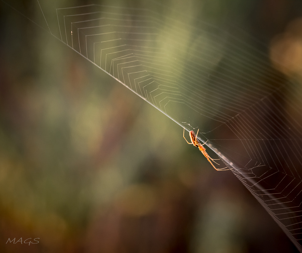 Sigma 105mm F2.8 EX DG OS HSM sample photo. Telaraña2 photography