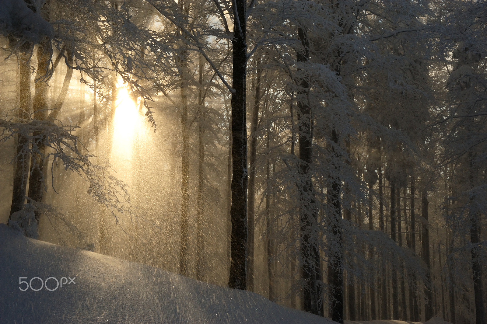 Nikon D3 sample photo. Snowy light photography