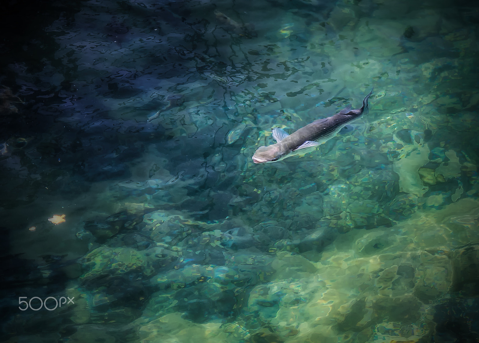 Pentax K-3 sample photo. Fish. photography