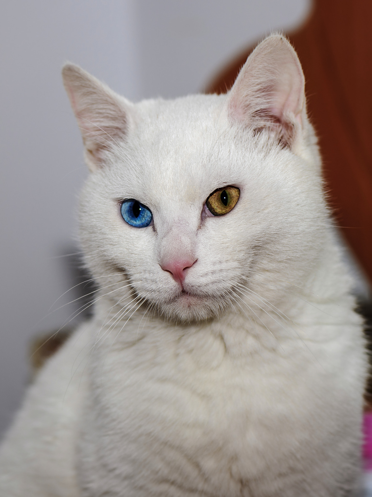 Nikon D3X sample photo. Cat photography