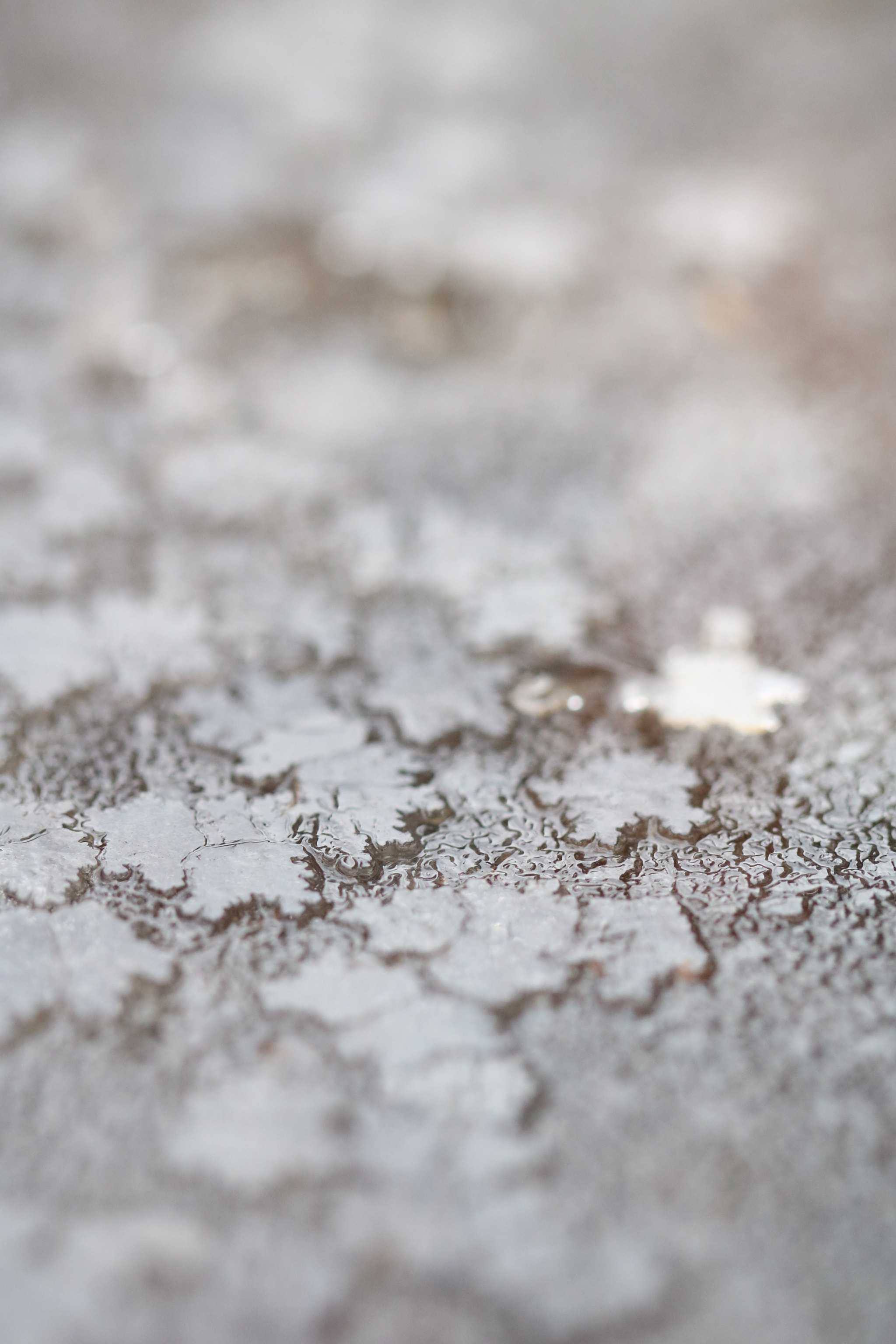Canon EF 100mm F2.8L Macro IS USM sample photo. Fallen stars photography