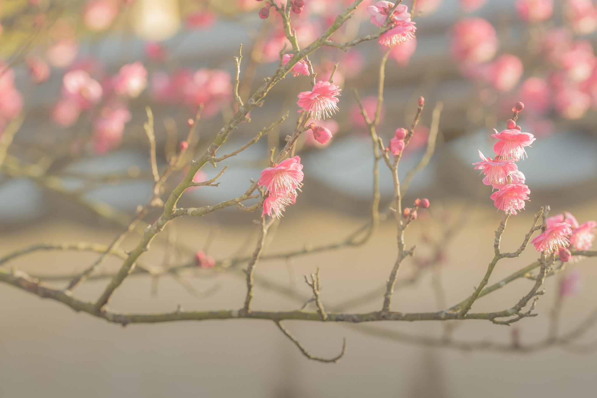 Sigma 150mm F2.8 EX DG OS Macro HSM sample photo. Plum blossom photography
