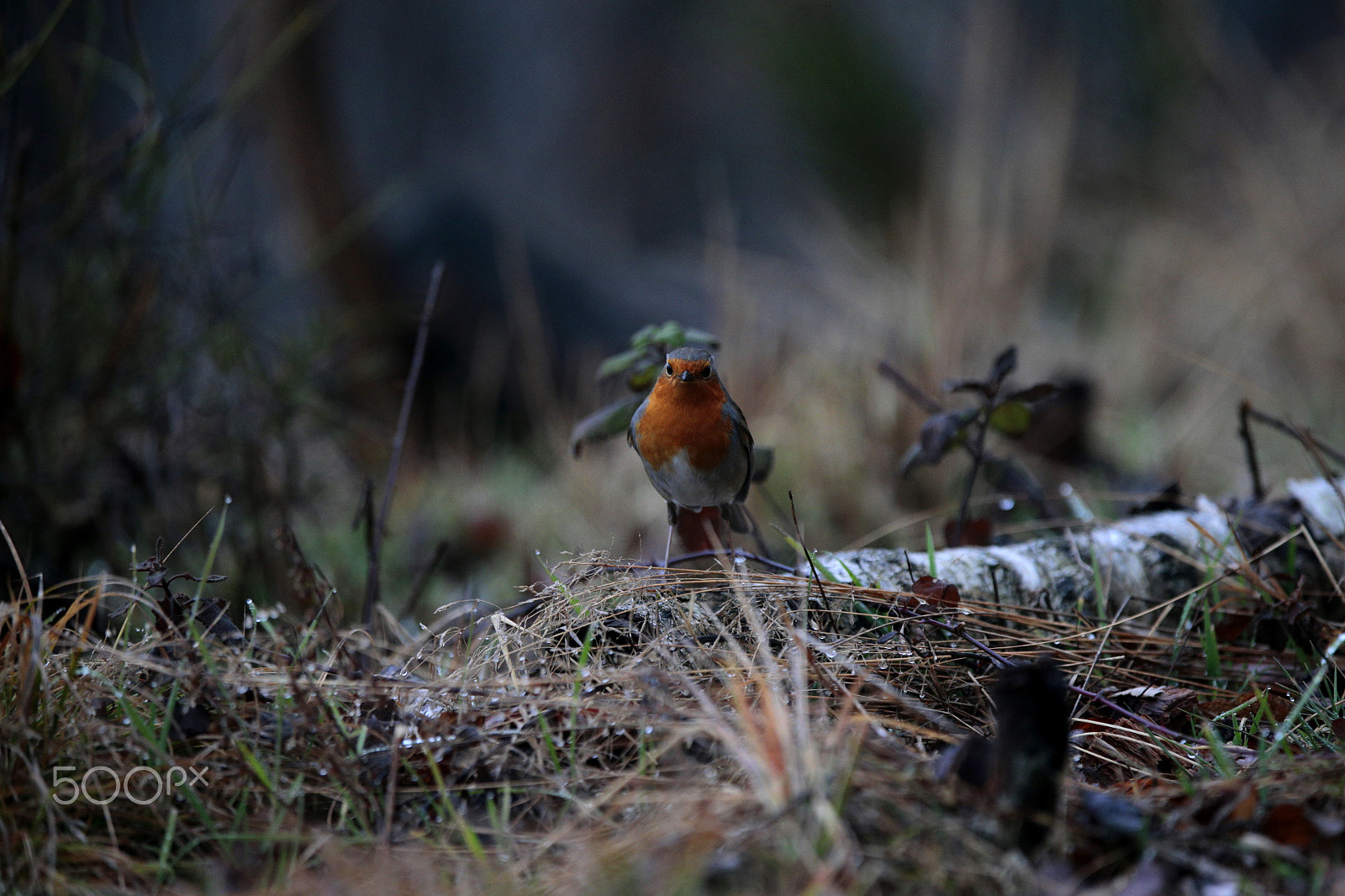 Canon EOS-1D X sample photo. Giornata piovosa... photography