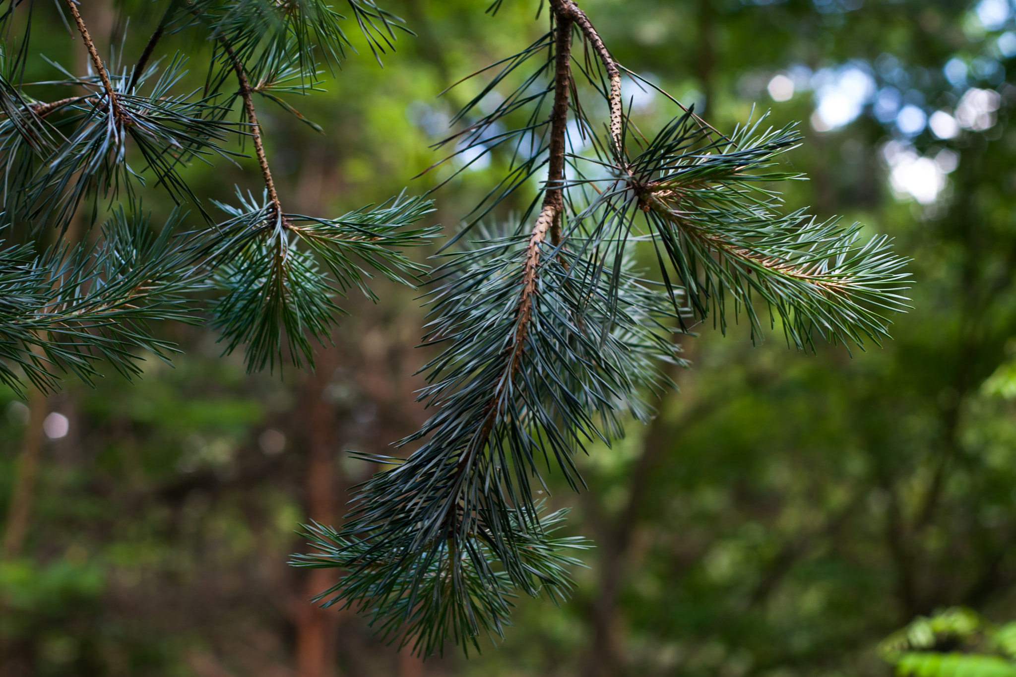 Canon EOS 30D + Canon EF 50mm f/1.8 sample photo. Needles photography