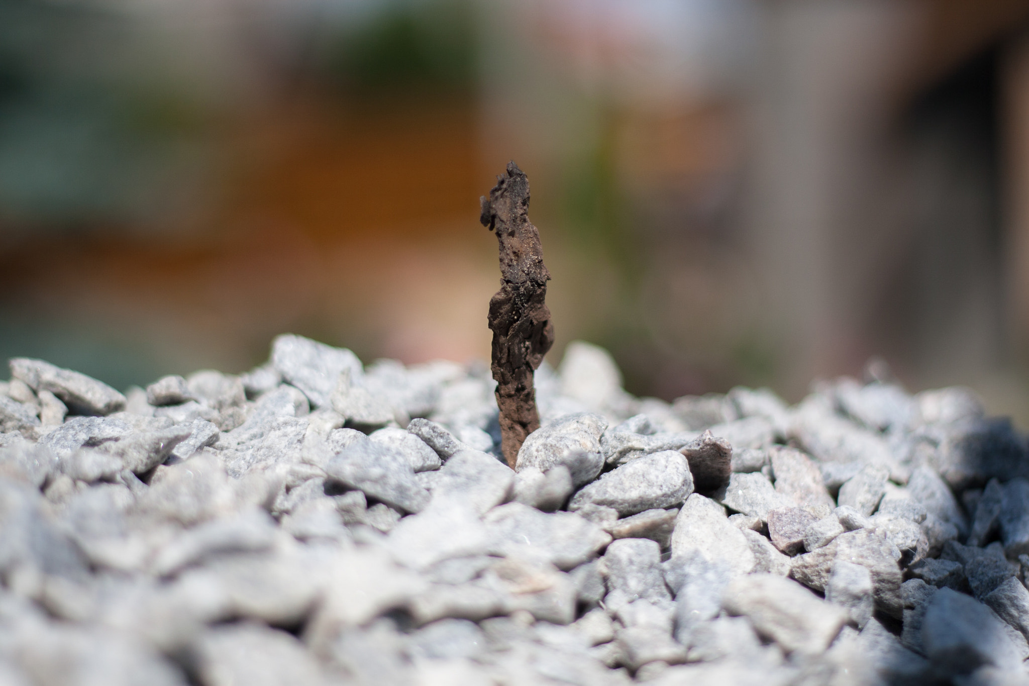 Canon EOS 30D + Canon EF 50mm f/1.8 sample photo. Bark of tree on the stones photography