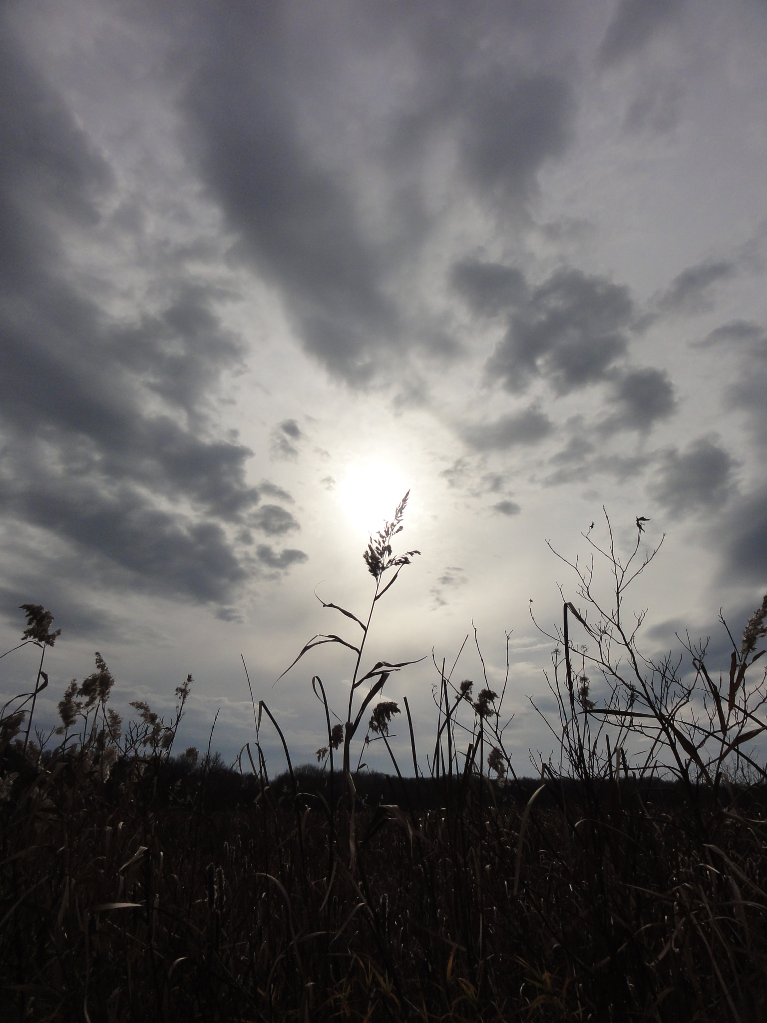 Sony DSC-HX5V sample photo. Touching the sky photography