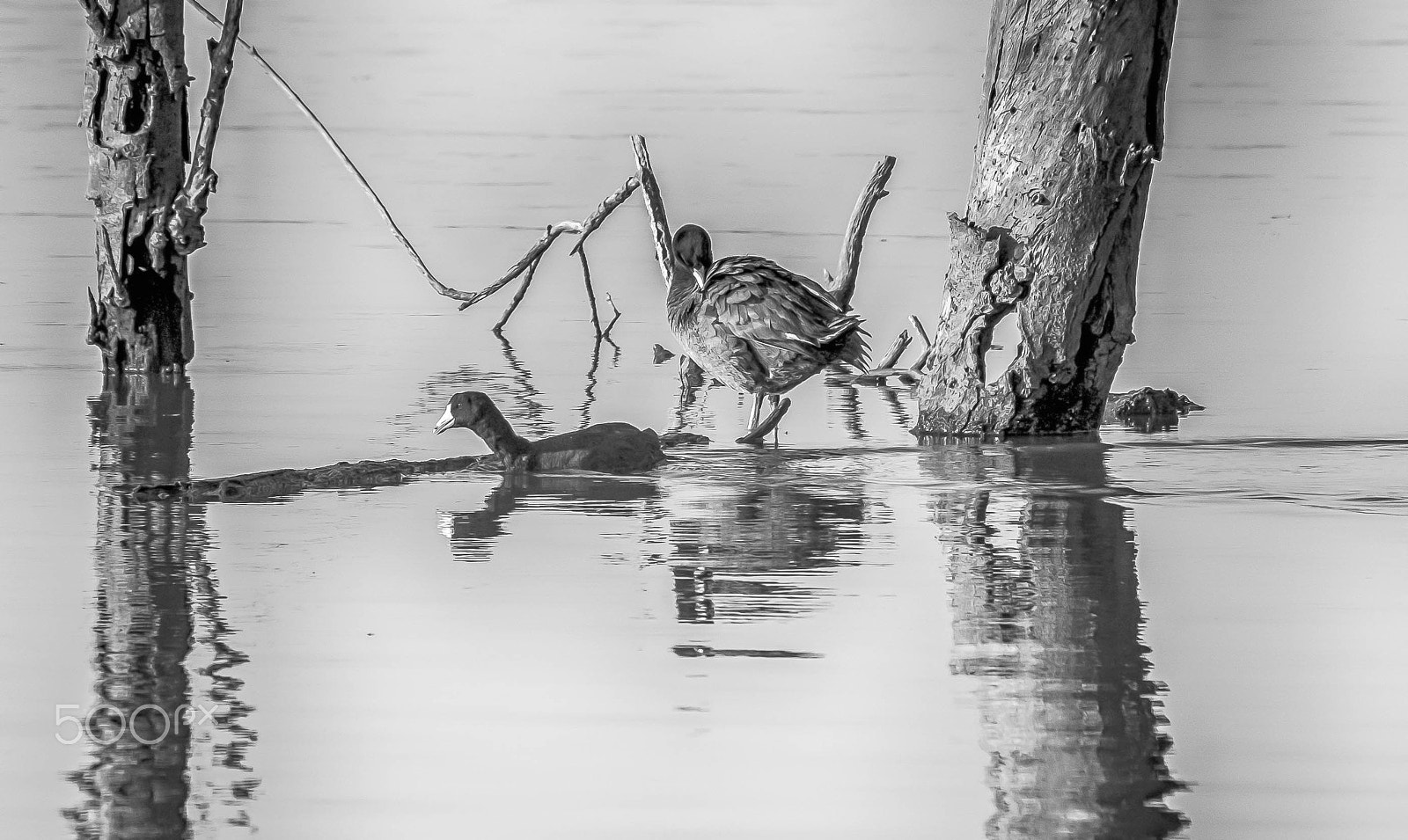 Fujifilm XF 100-400mm F4.5-5.6 R LM OIS WR sample photo. American coots photography