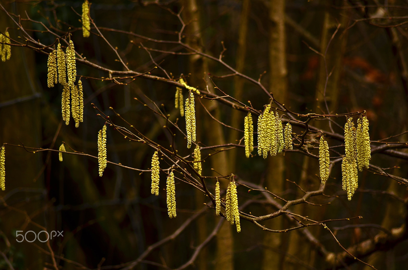 Sigma 70-300mm F4-5.6 APO DG Macro sample photo. Winter color photography