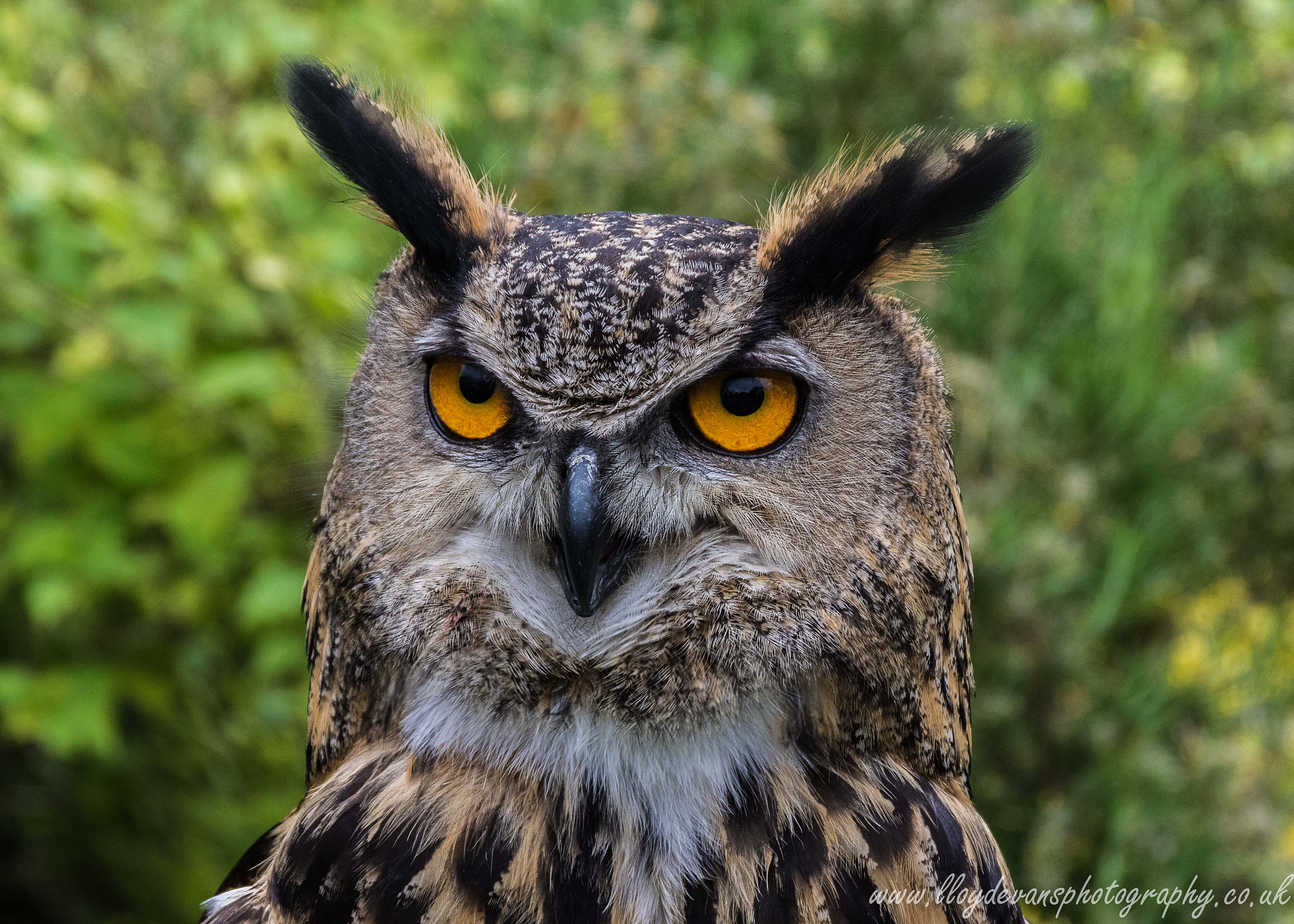 Canon EOS 7D Mark II + Sigma 18-200mm f/3.5-6.3 DC OS HSM [II] sample photo. Wild staring eyes photography