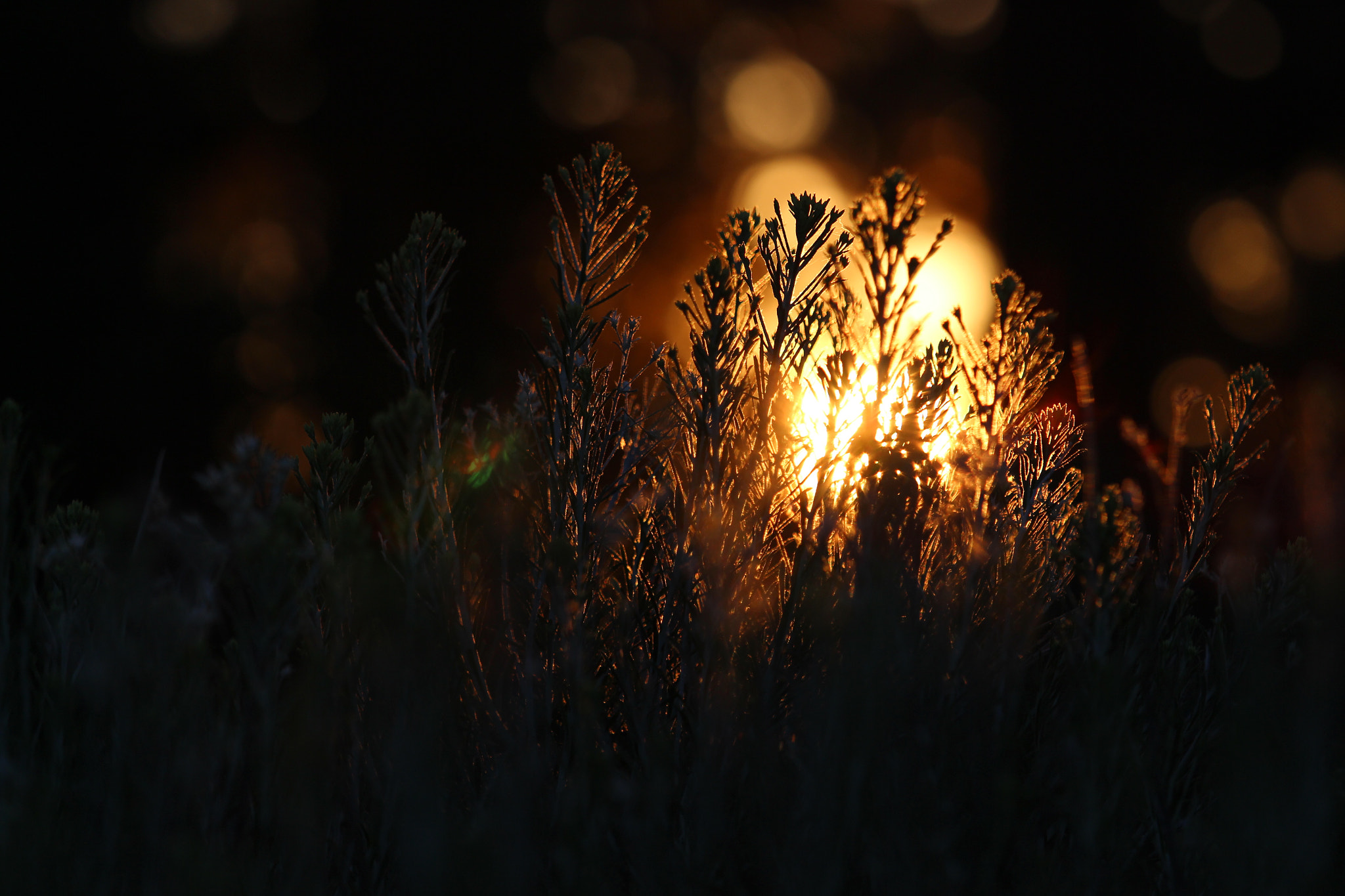 Canon EF 70-200mm F4L IS USM sample photo. Glow. photography
