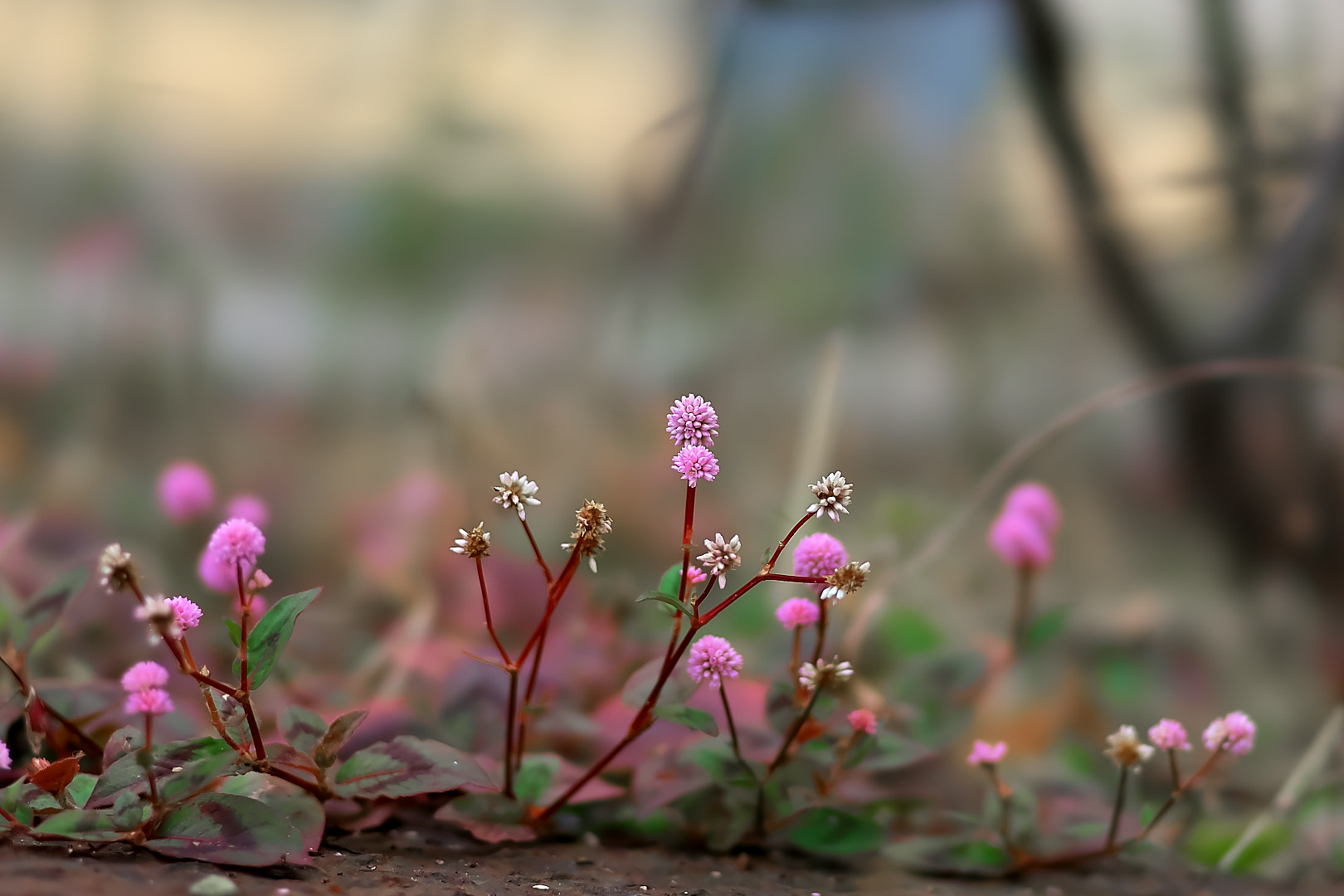 135mm F2.8[T4.5] STF sample photo. Small flower photography