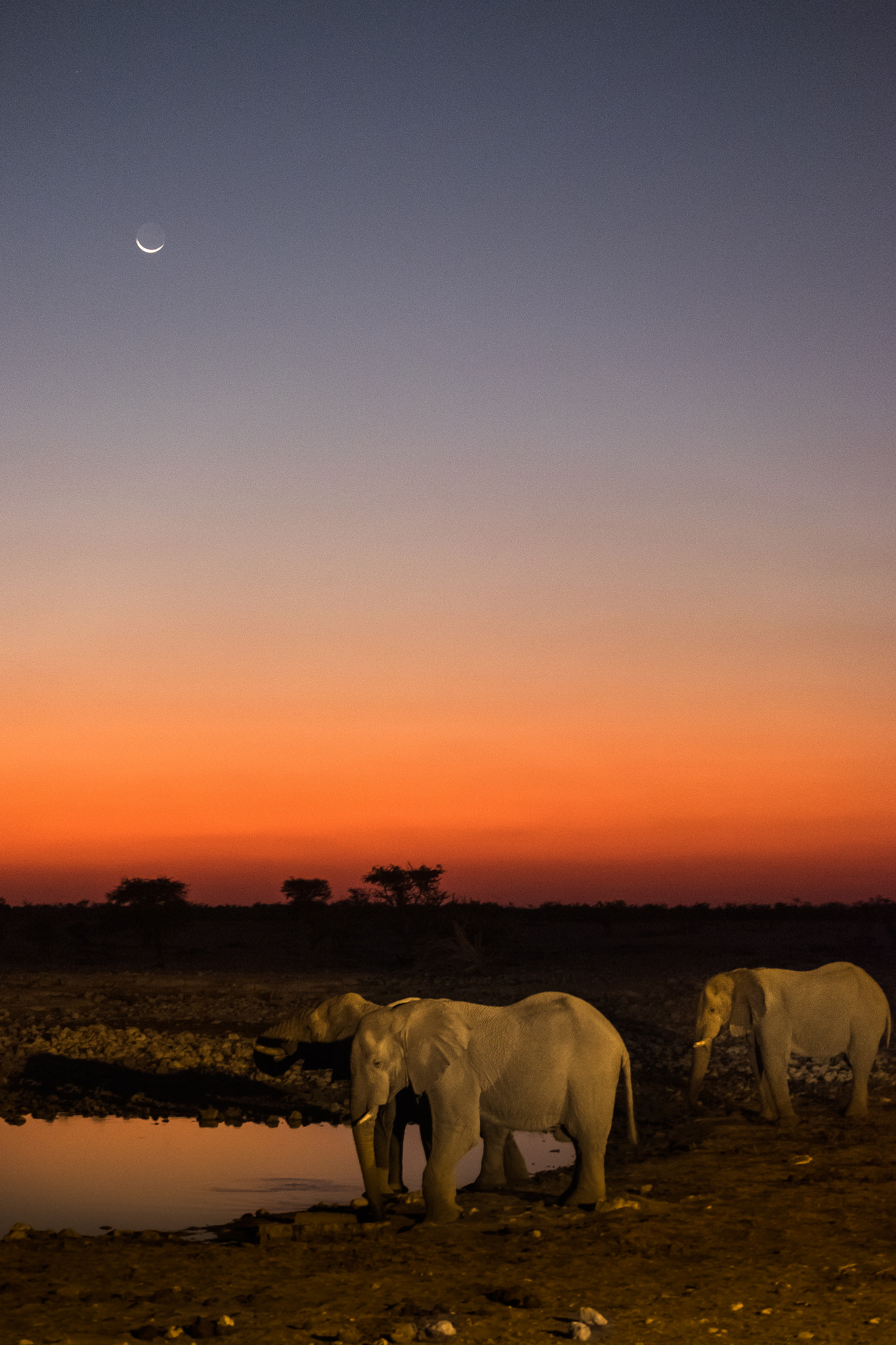 Fujifilm X-T10 + Fujifilm XC 50-230mm F4.5-6.7 OIS II sample photo. Elefants chilling at sunset and moonrise photography