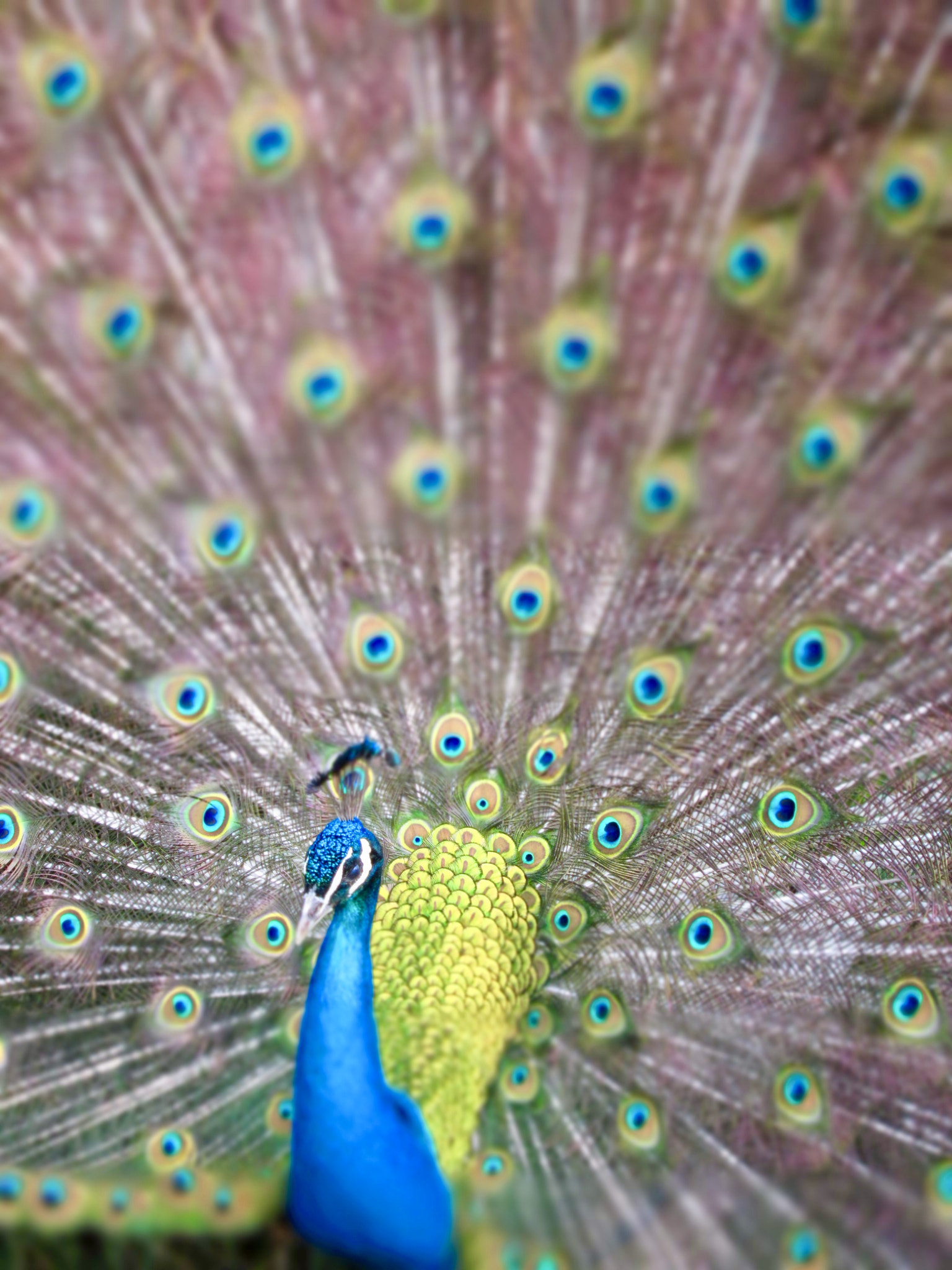 Canon PowerShot ELPH 500 HS (IXUS 310 HS / IXY 31S) sample photo. Frank the westdale aviary peacock photography