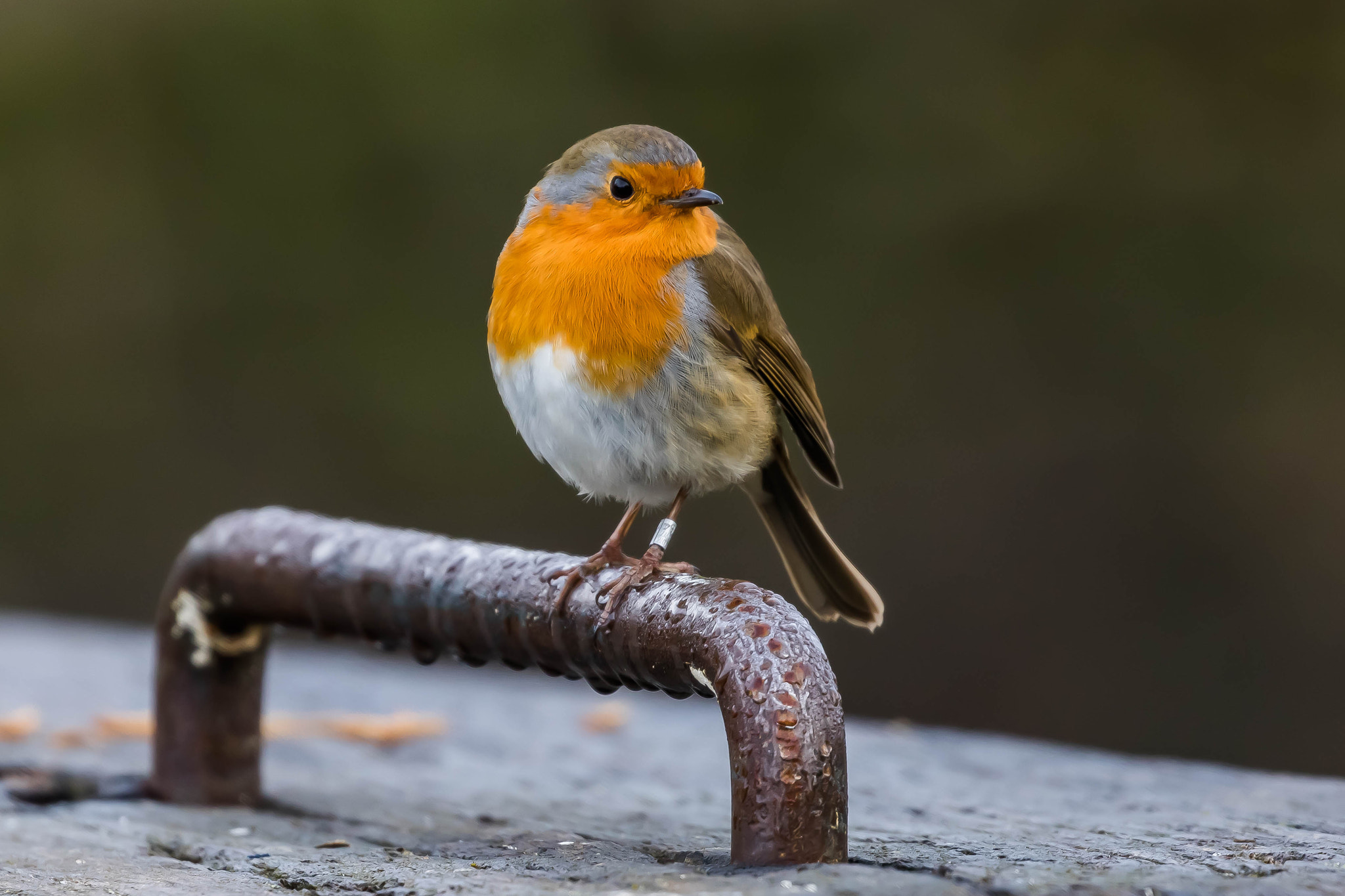 Canon EOS 760D (EOS Rebel T6s / EOS 8000D) sample photo. Robin on a lock gate photography