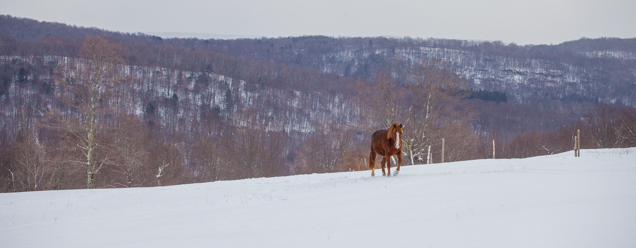 Canon EF 28-80mm f/3.5-5.6 USM sample photo. Walking through a snowy field photography