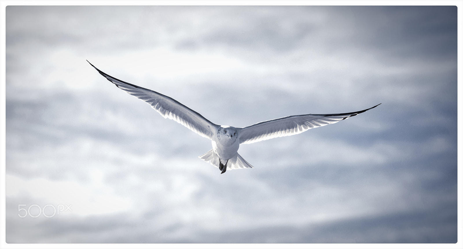 Sigma 50-100mm F1.8 DC HSM Art sample photo. Spread seagull photography