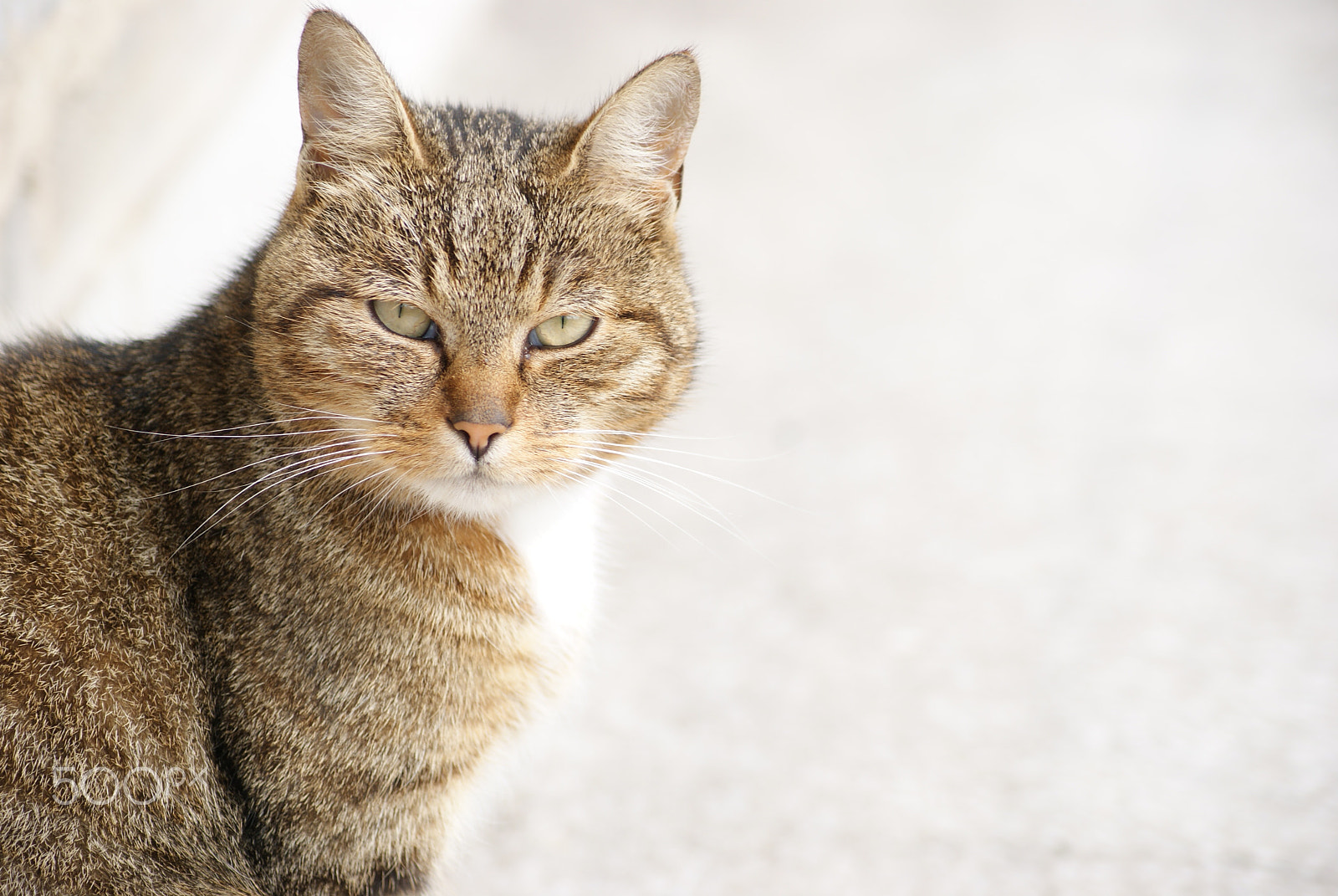 Sony Alpha DSLR-A330 sample photo. Soft kitty... photography