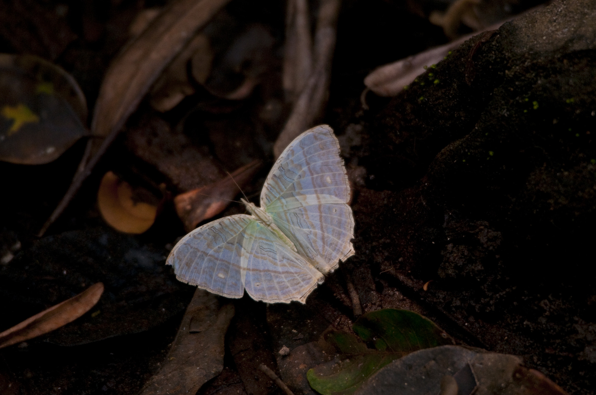 Nikon D300S sample photo. White butterfly photography