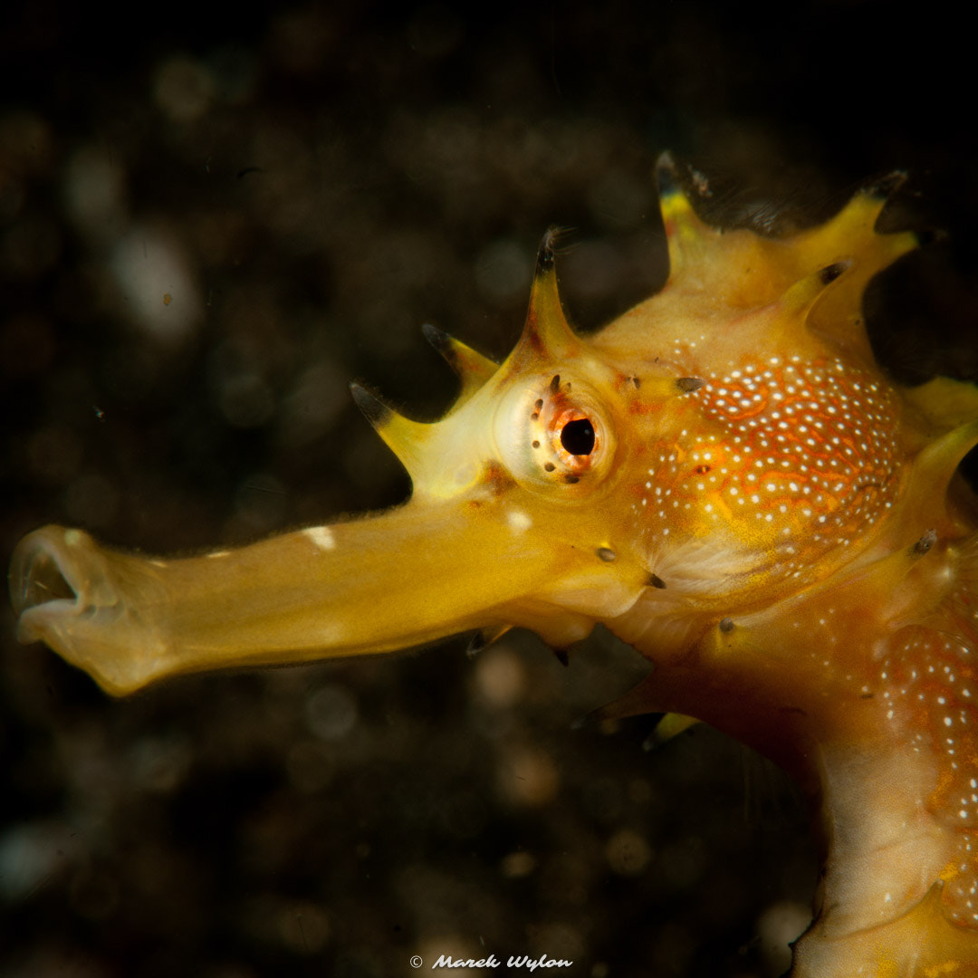 Nikon AF-S Micro-Nikkor 105mm F2.8G IF-ED VR sample photo. Tigertail seahorse | lembeh strait | 2011.10.11 photography
