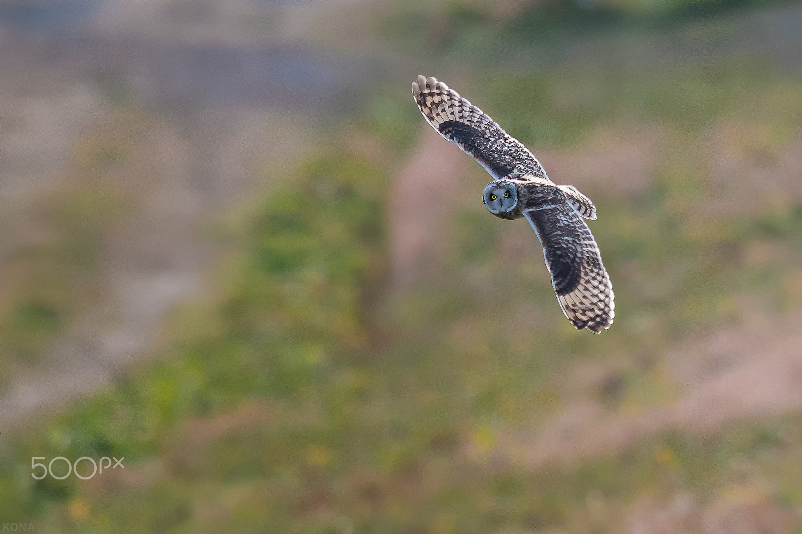 Nikon D500 + Nikon AF-S Nikkor 400mm F2.8G ED VR II sample photo. Komimi photography