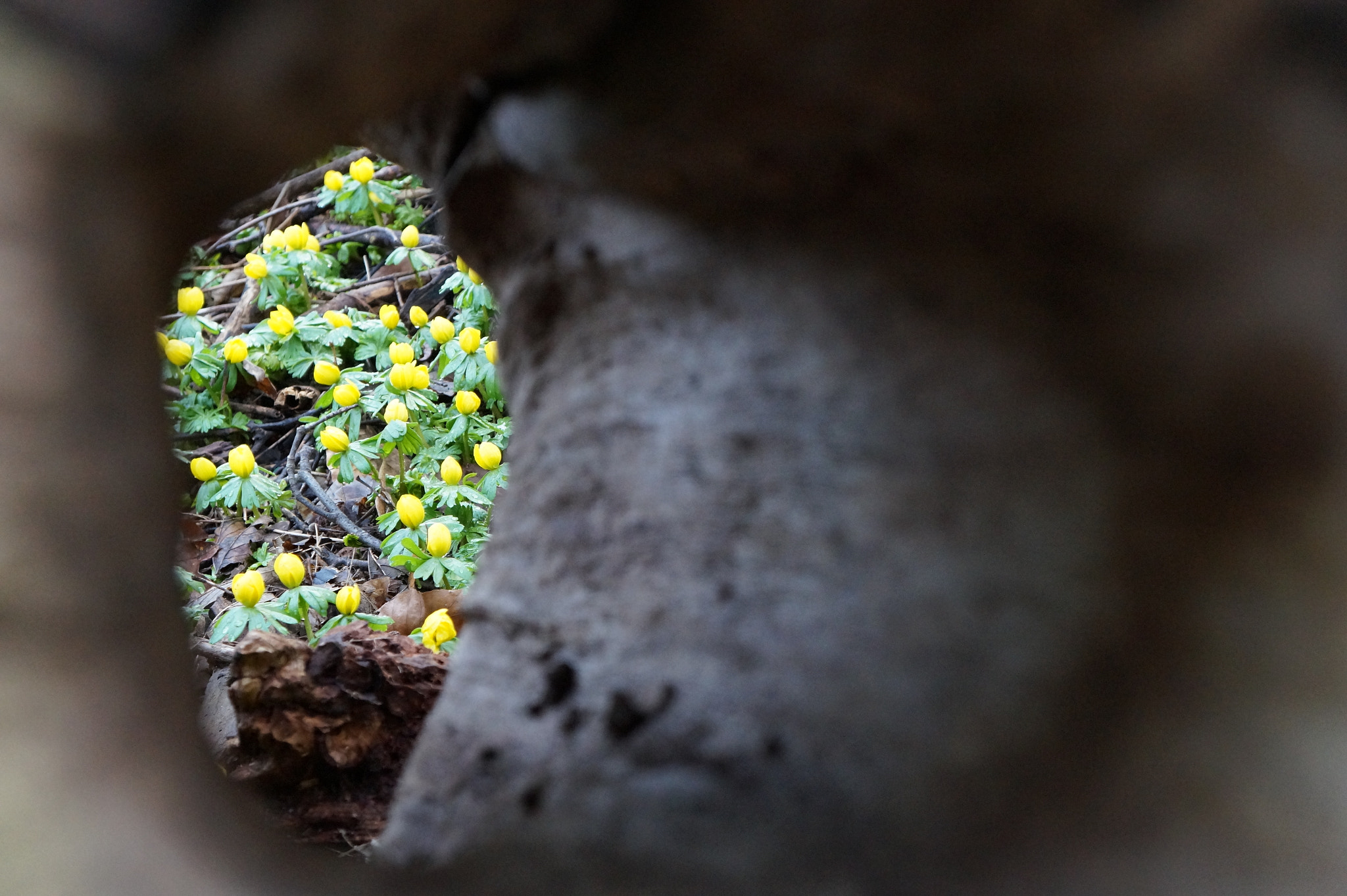 Sony Alpha a3000 + Tamron 18-200mm F3.5-6.3 Di III VC sample photo. Winter aconites photography