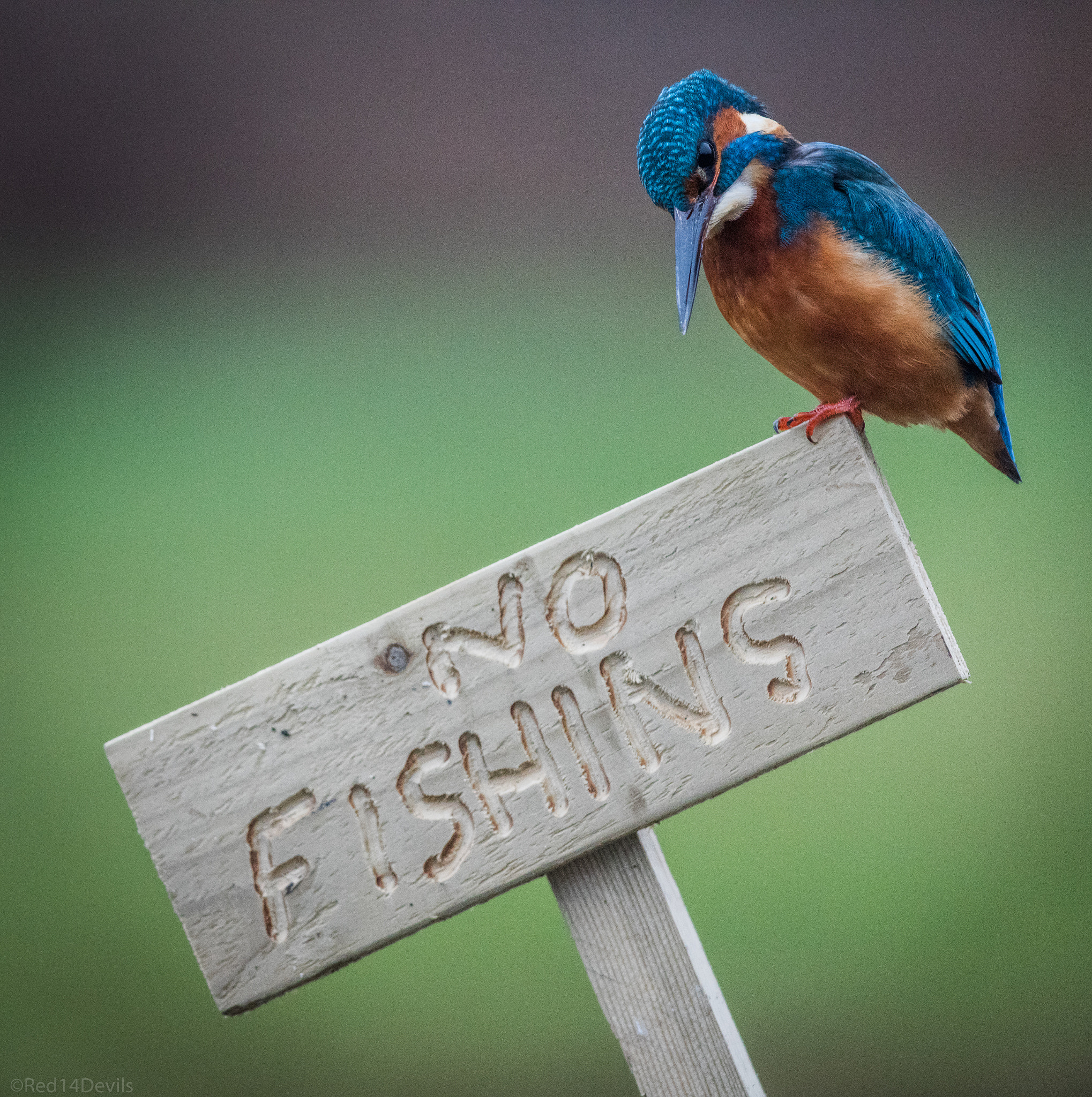 Canon EF 200-400mm F4L IS USM Extender 1.4x sample photo. "no fishing" photography
