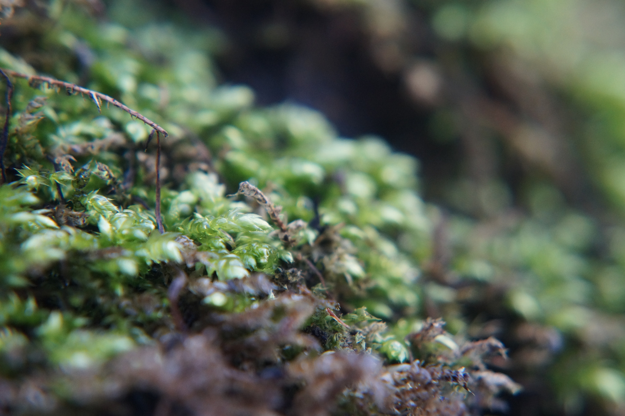 Sony E 18-55mm F3.5-5.6 OSS sample photo. Up close photography