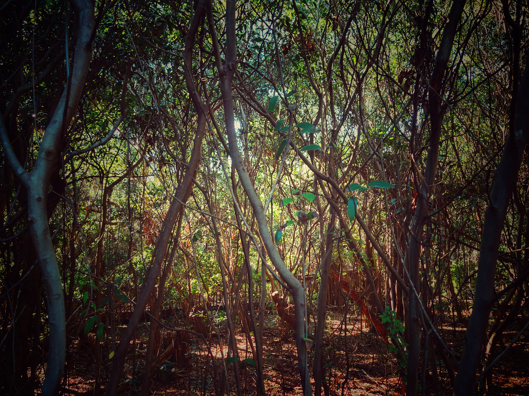 Sony 28-100mm F1.8-4.9 sample photo. Tropical forest photography
