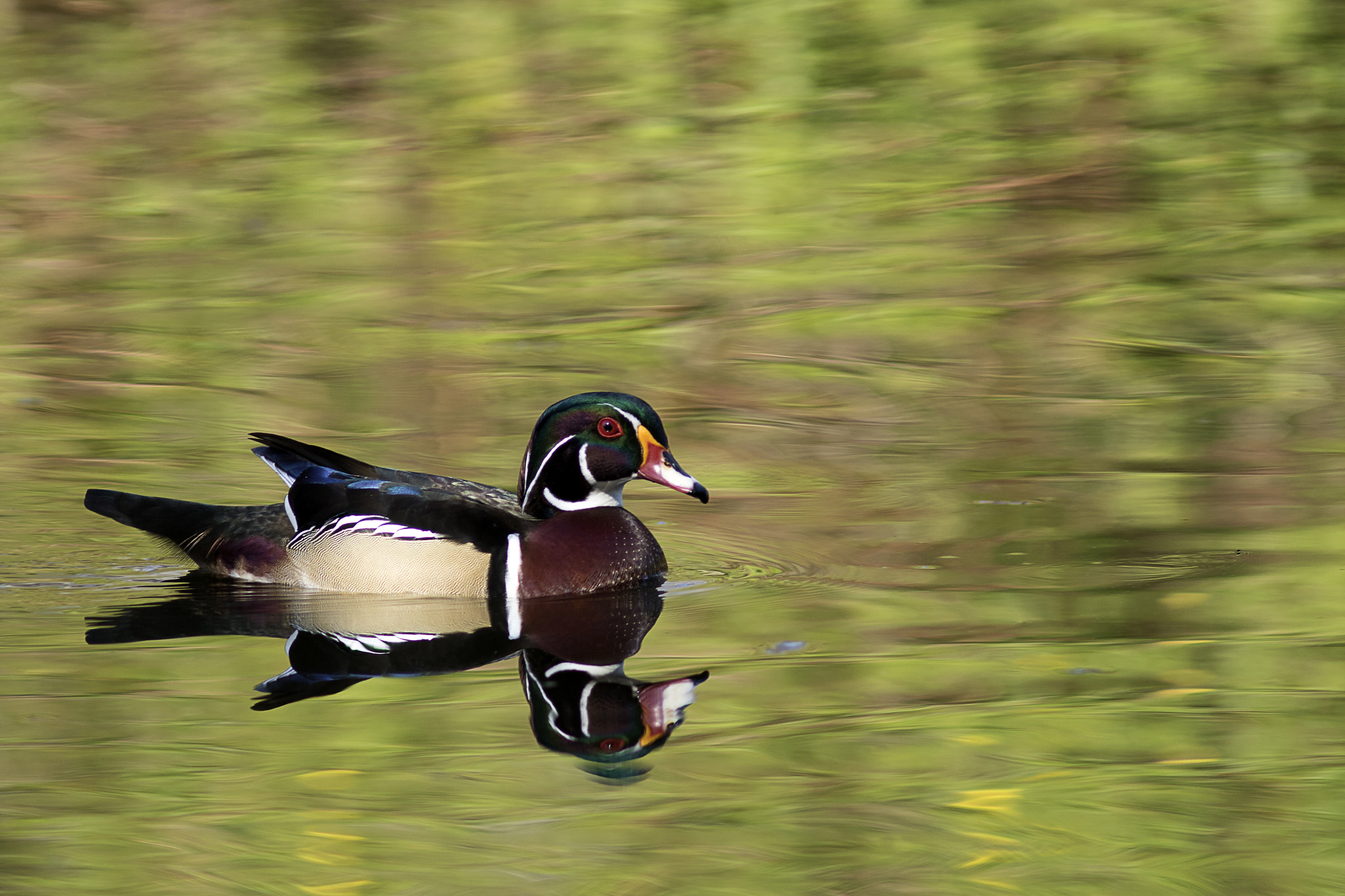 Canon EF 300mm F4L IS USM sample photo. Wood duck photography
