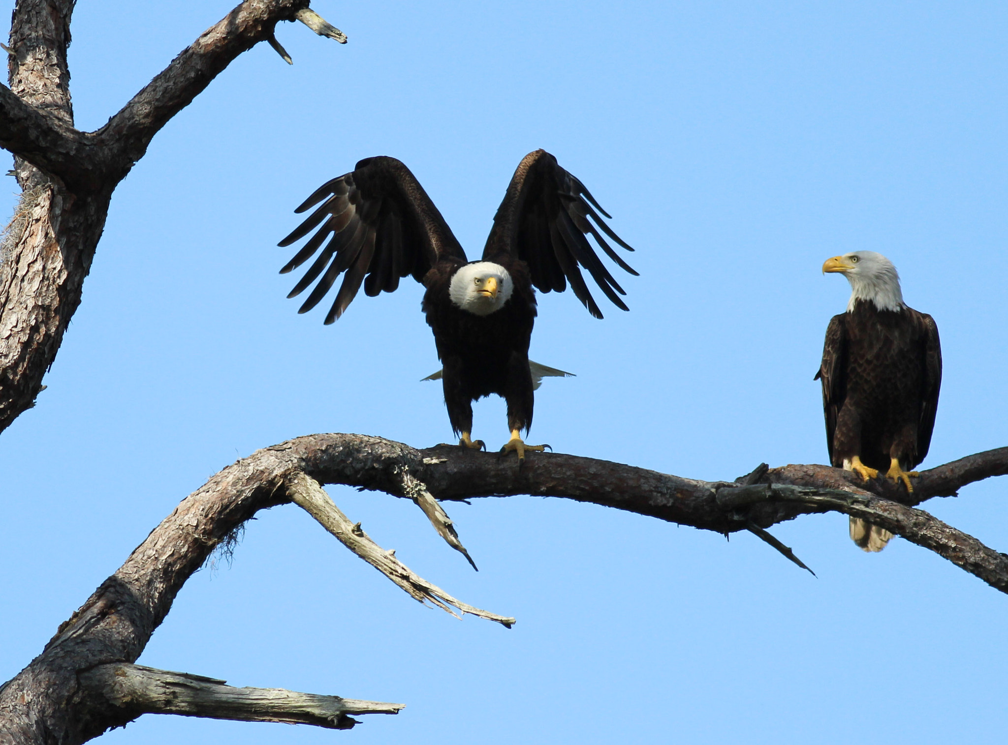 Canon EOS 600D (Rebel EOS T3i / EOS Kiss X5) + Canon EF 400mm F5.6L USM sample photo. Two eagles photography