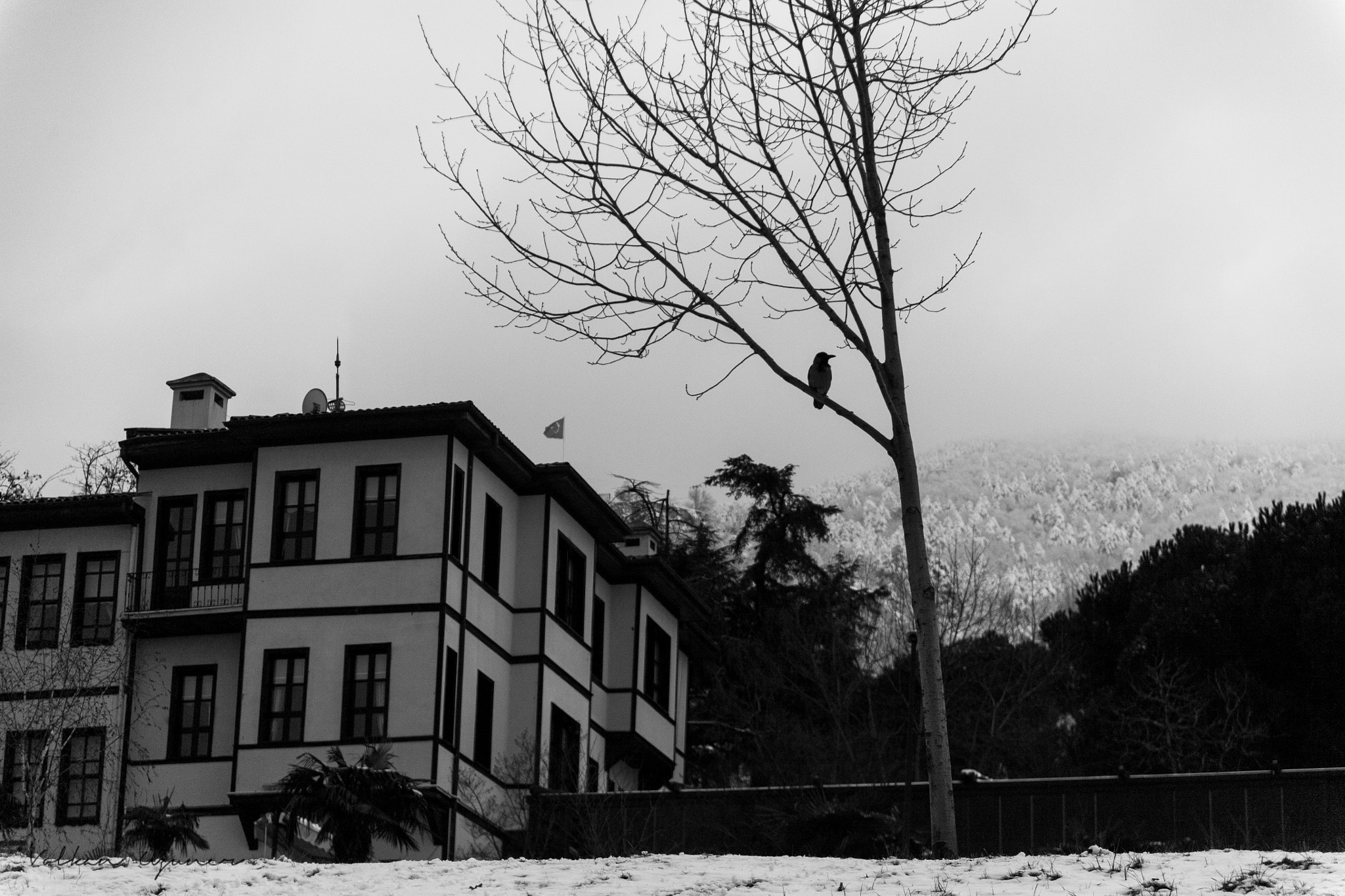 Canon EF 24-85mm F3.5-4.5 USM sample photo. Black bird photography