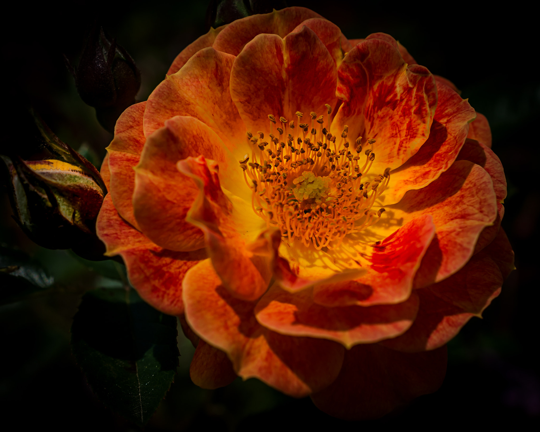 Nikon AF-S DX Micro Nikkor 40mm F2.8 sample photo. Orange wild rose photography