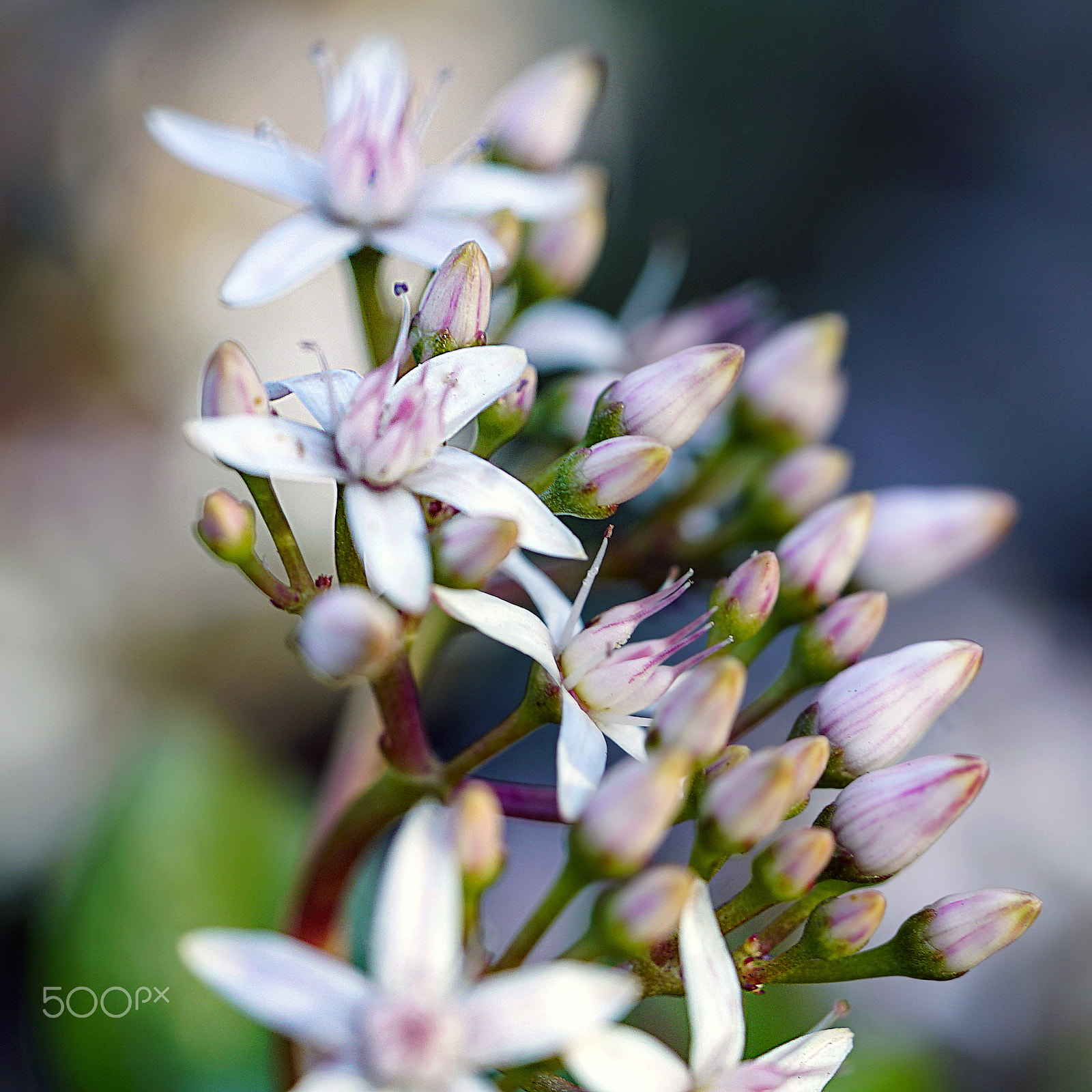 Sony a7S II + Sony FE 90mm F2.8 Macro G OSS sample photo. Caught in a crowd photography