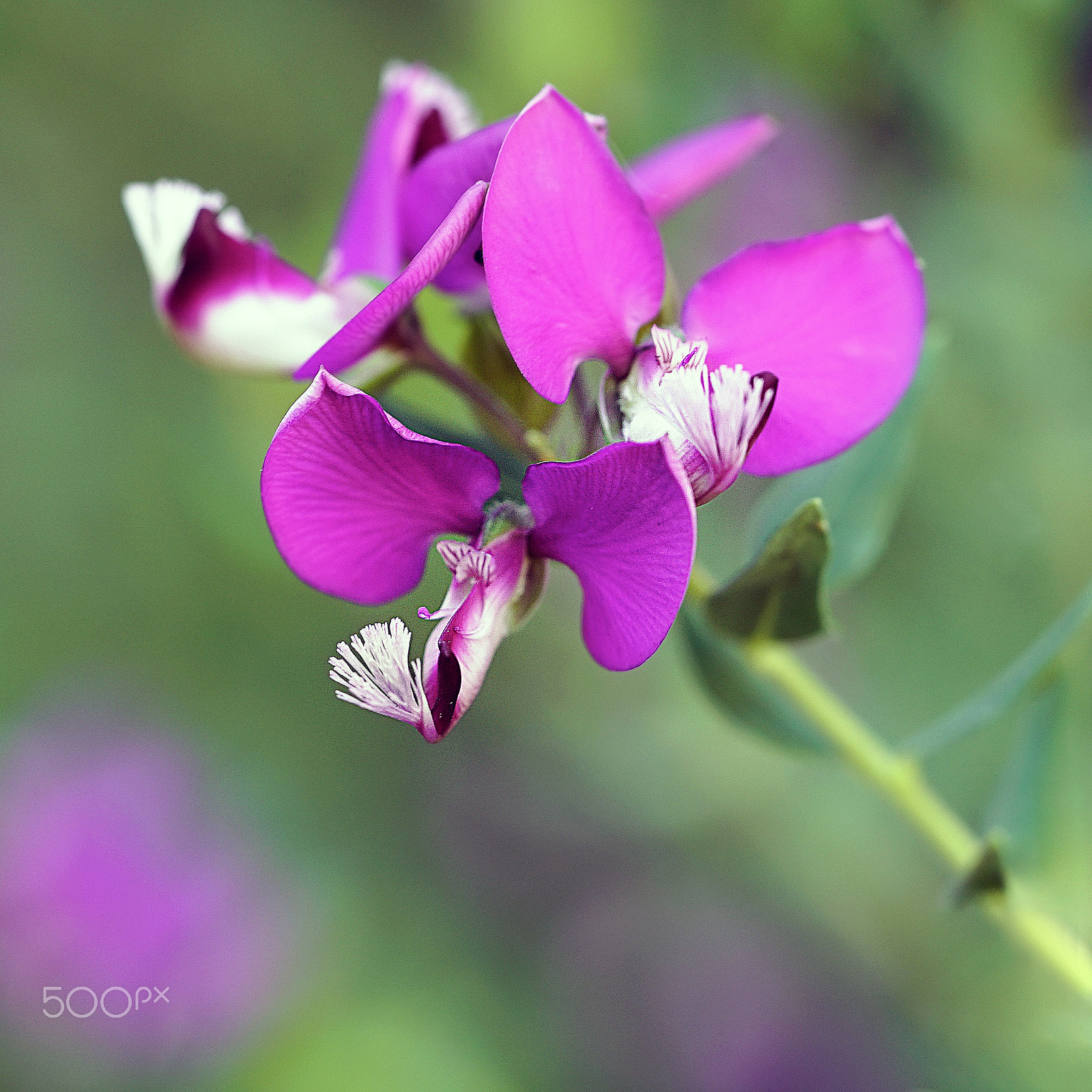Sony FE 90mm F2.8 Macro G OSS sample photo. Make it everlasting photography