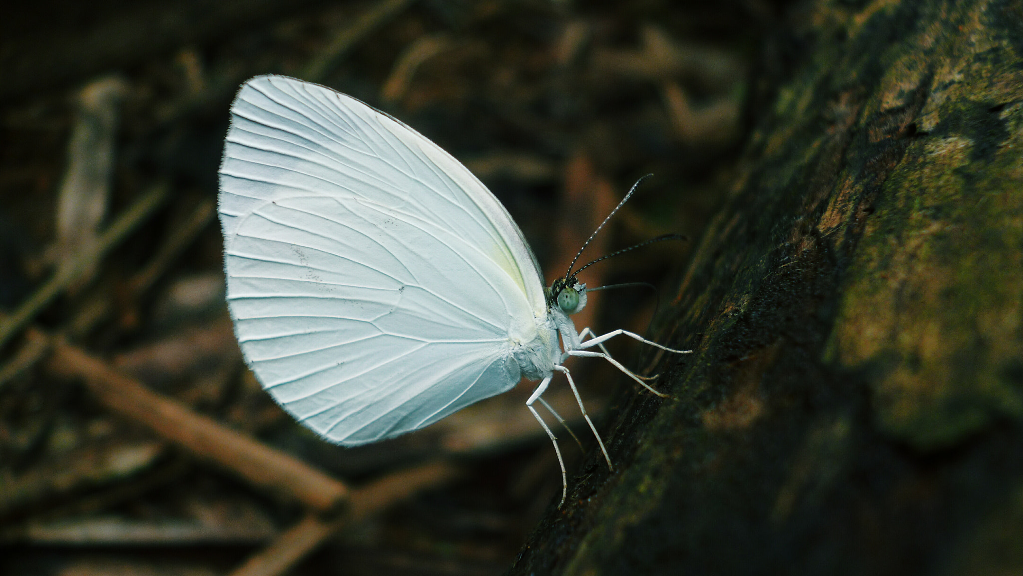 Panasonic DMC-FH4 sample photo. White butterfly photography