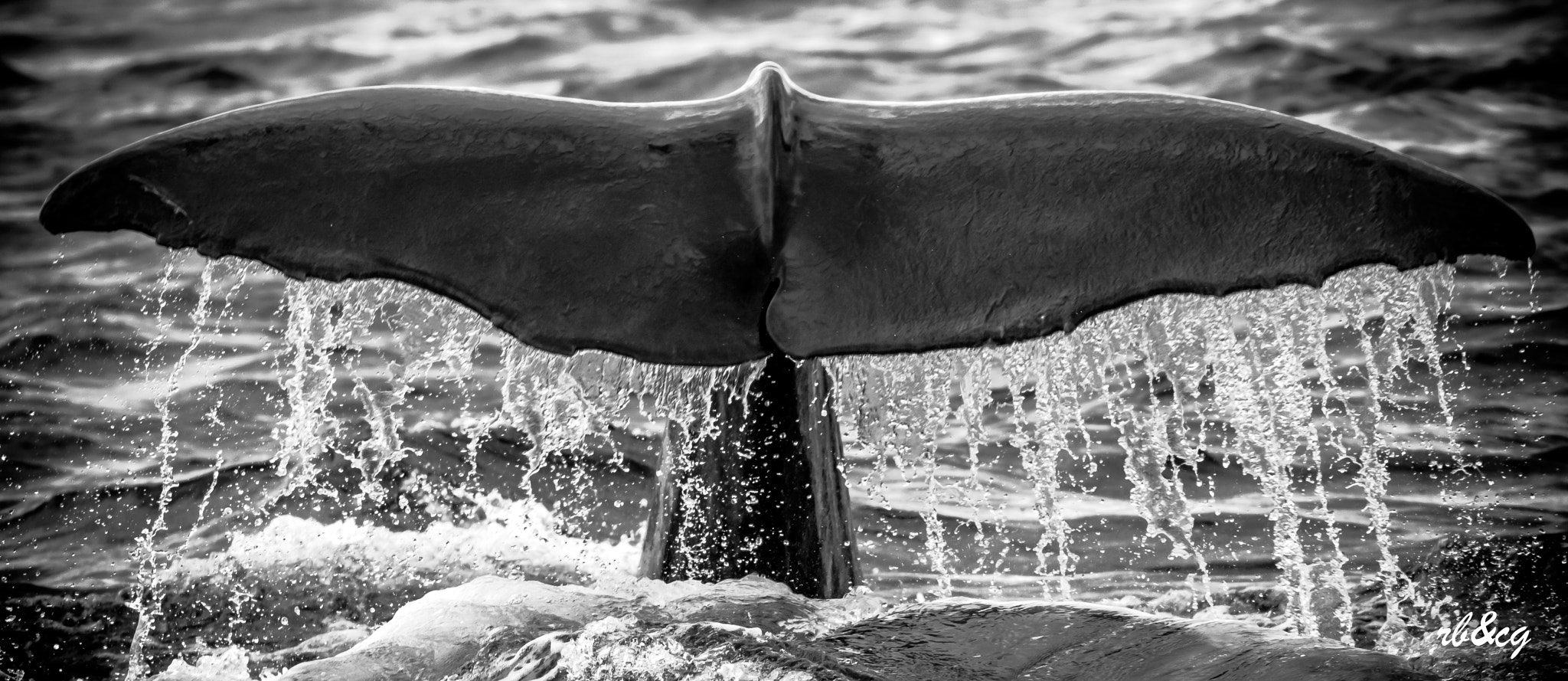Nikon D750 sample photo. Spermwhale tail photography