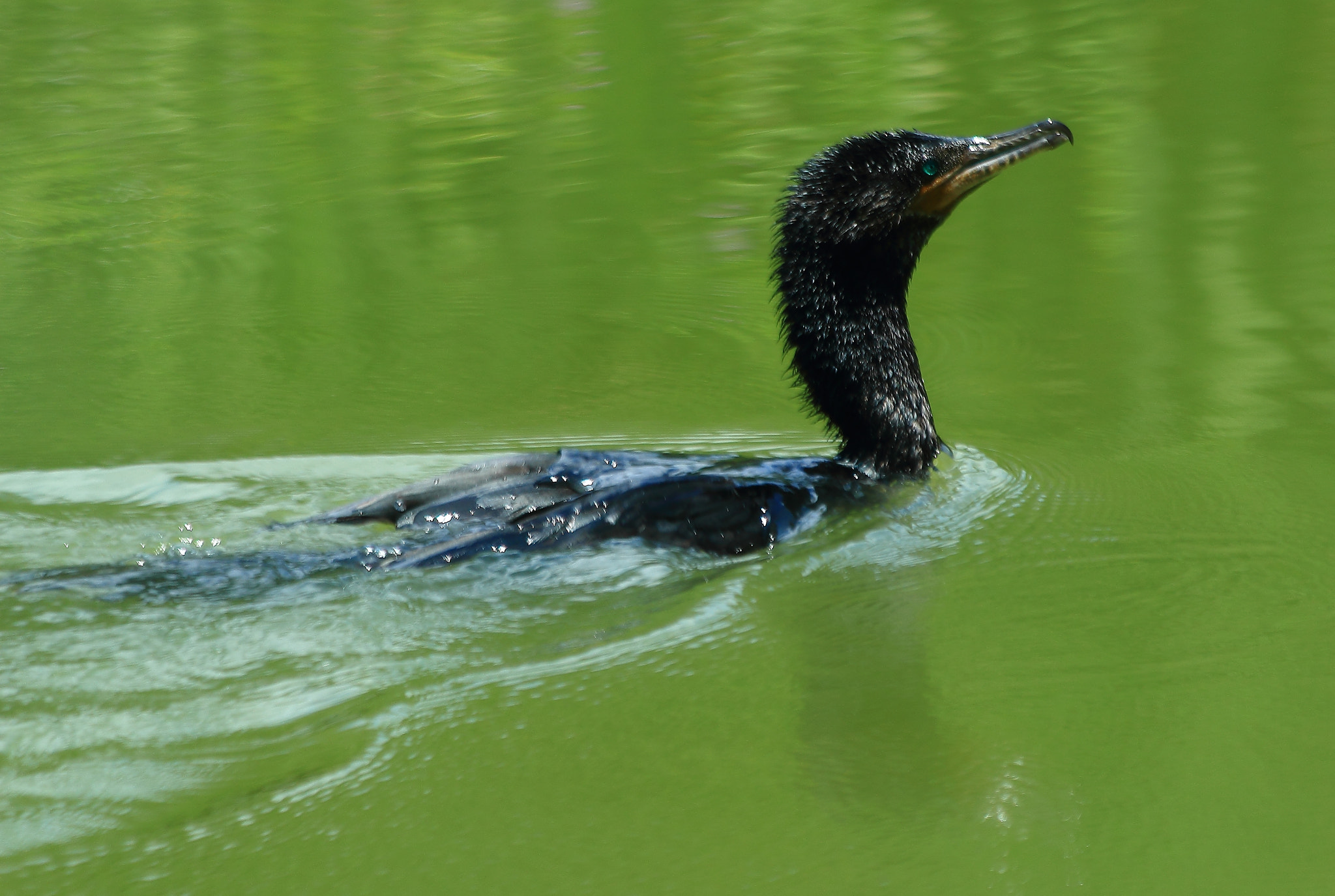 Canon EF 70-300mm F4-5.6 IS USM sample photo. The swimmer photography