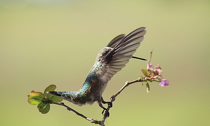 Canon EOS 700D (EOS Rebel T5i / EOS Kiss X7i) + Tamron AF 28-200mm F3.8-5.6 XR Di Aspherical (IF) Macro sample photo. Beauty of a hummingbird photography