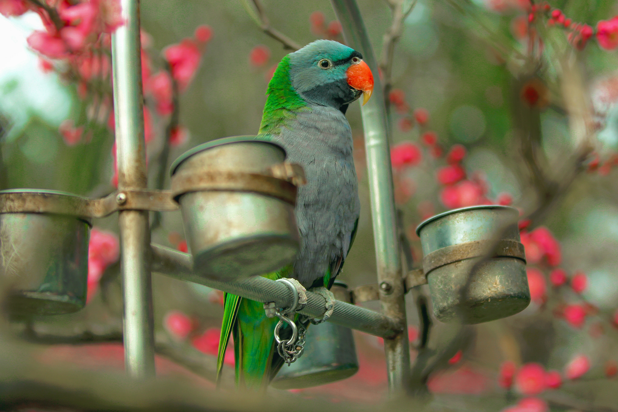 Canon EF 70-200mm F2.8L IS II USM sample photo. Bird in xinzhuang park photography