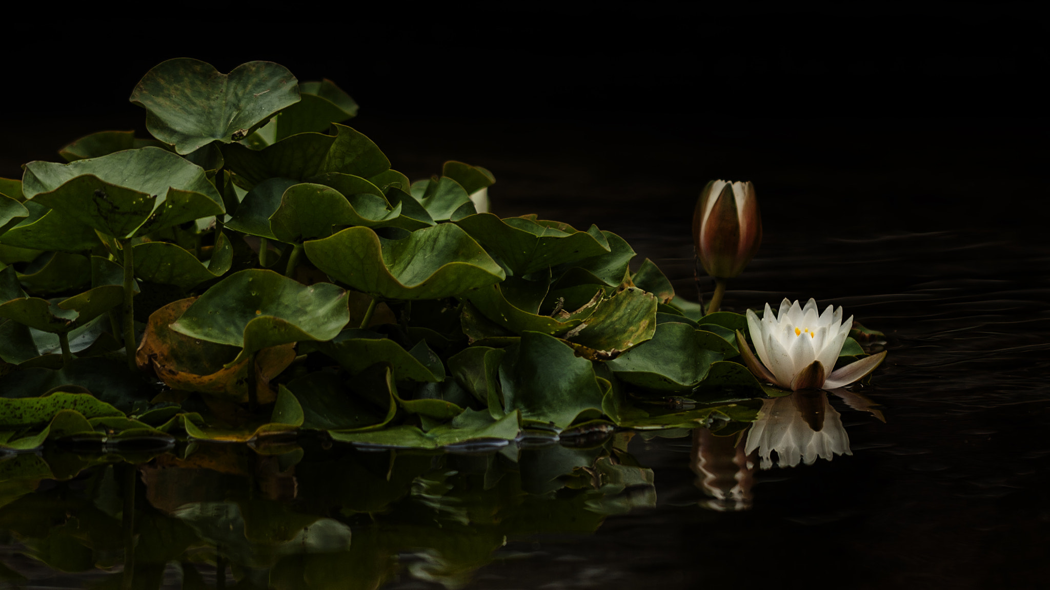 Canon EOS-1Ds Mark III sample photo. Lovely in white photography
