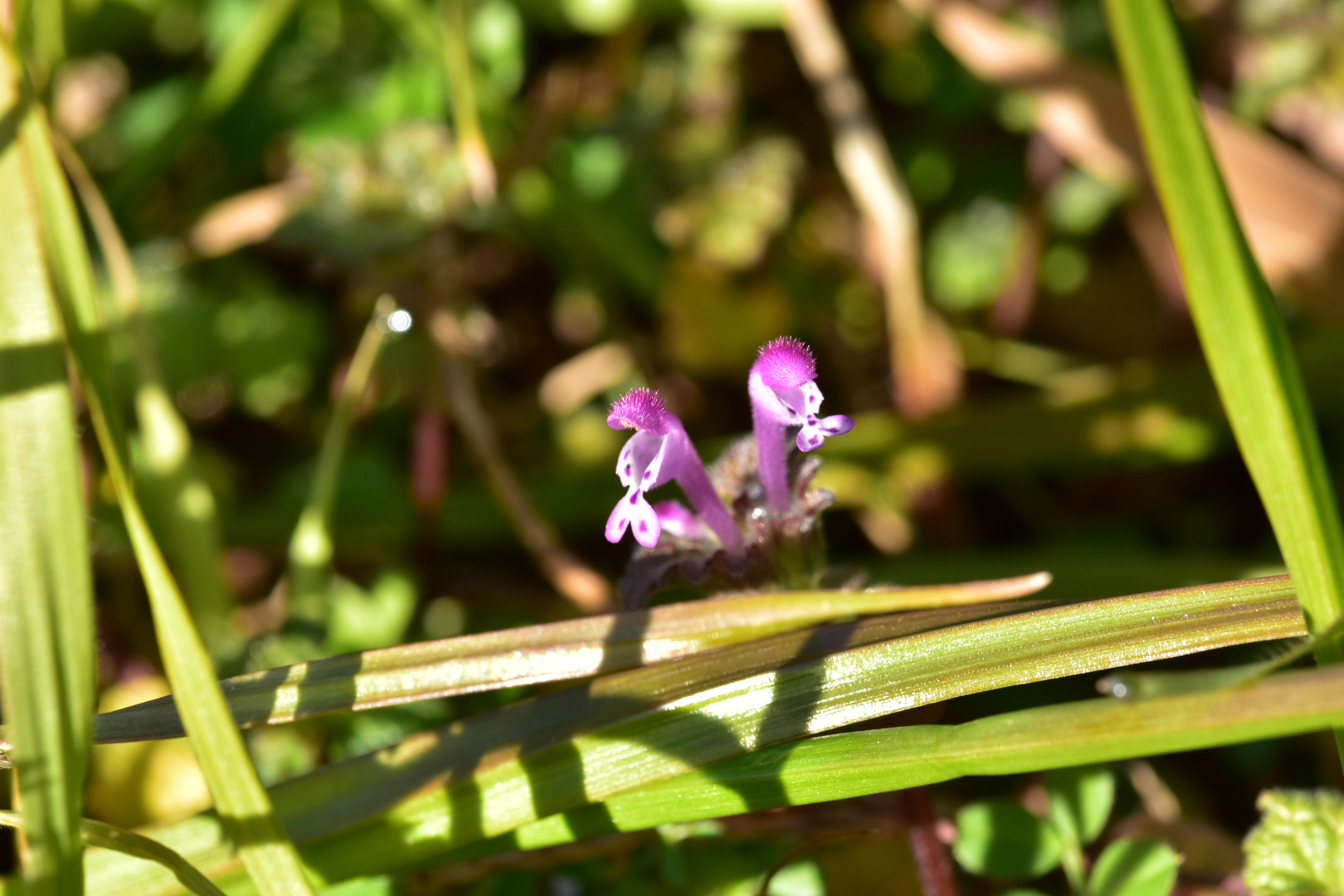 Nikon AF-S DX Micro-Nikkor 85mm F3.5G ED VR sample photo