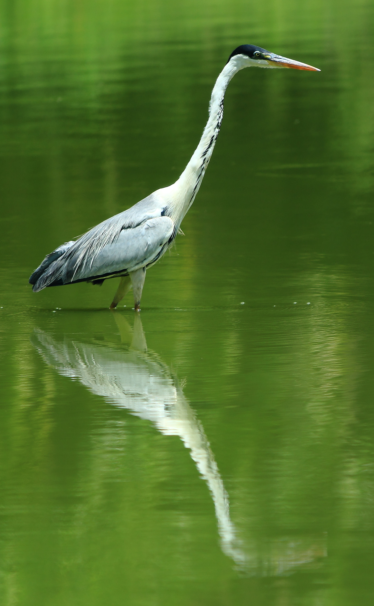 Canon EF 70-300mm F4-5.6 IS USM sample photo. Fishing on the lake photography