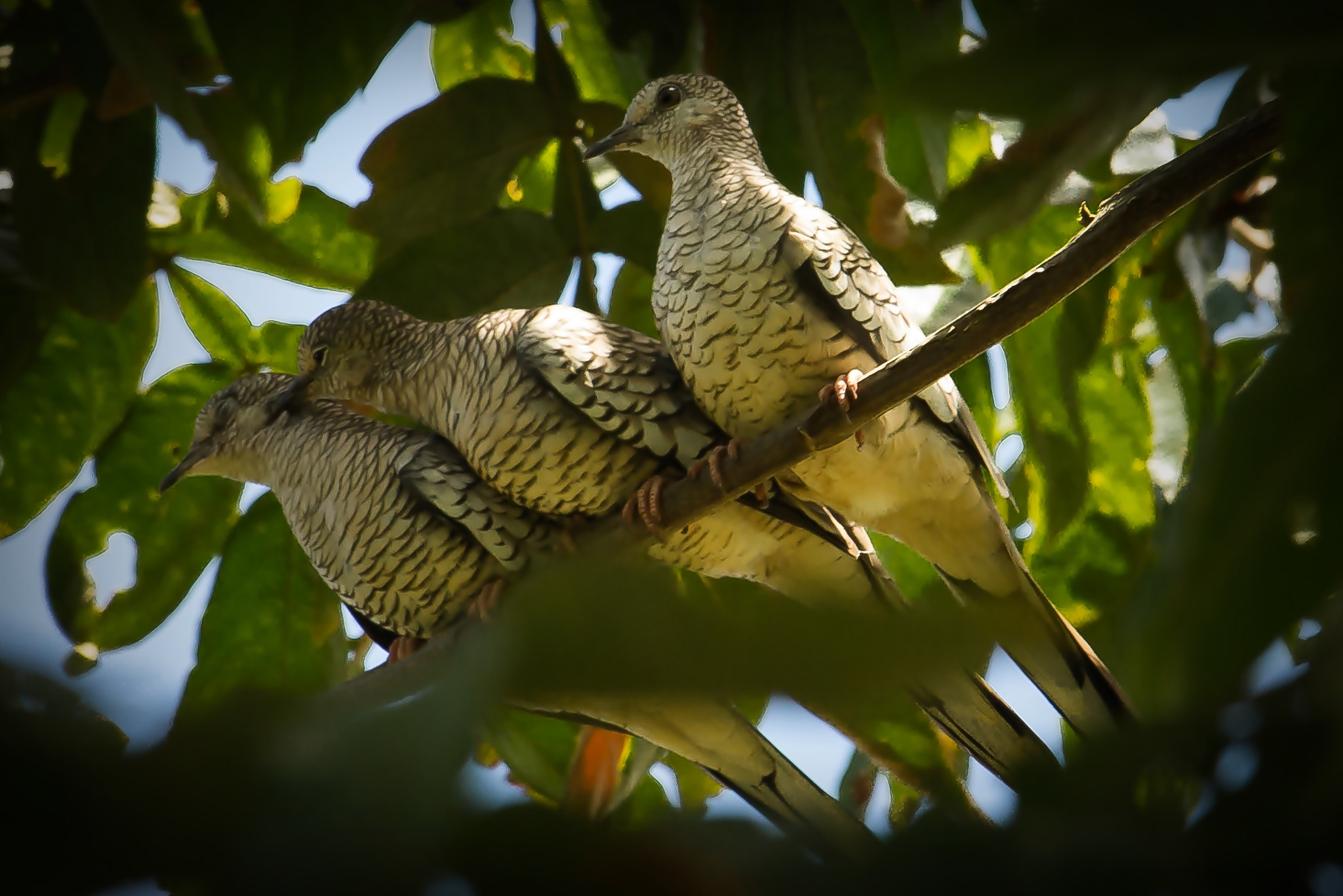 Canon EF-S 55-250mm F4-5.6 IS STM sample photo. Rolinha photography