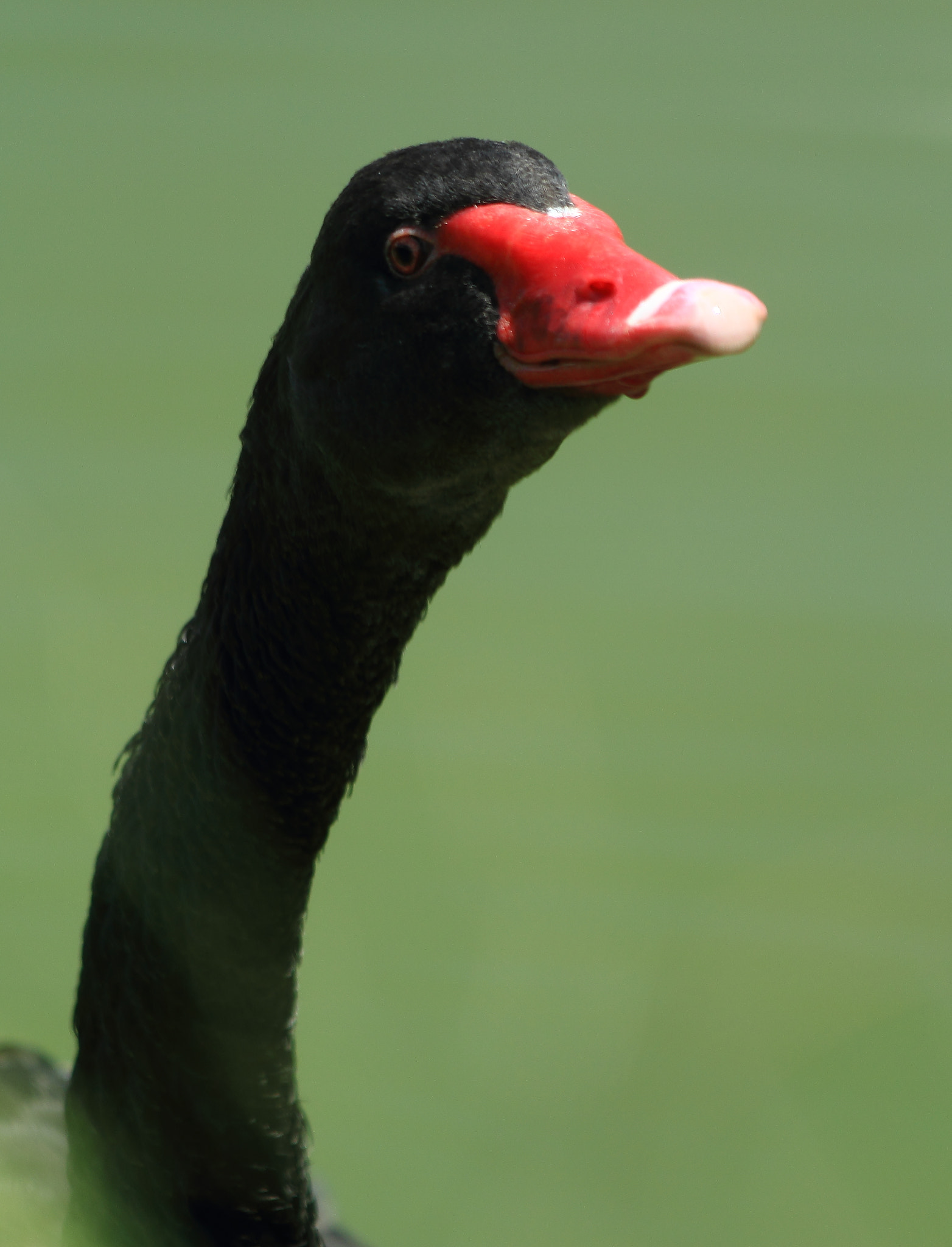 Canon EF 70-300mm F4-5.6 IS USM sample photo. Curious photography